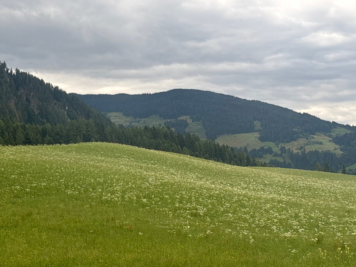 Wildflower meadow and cabin on an Austrian hillside