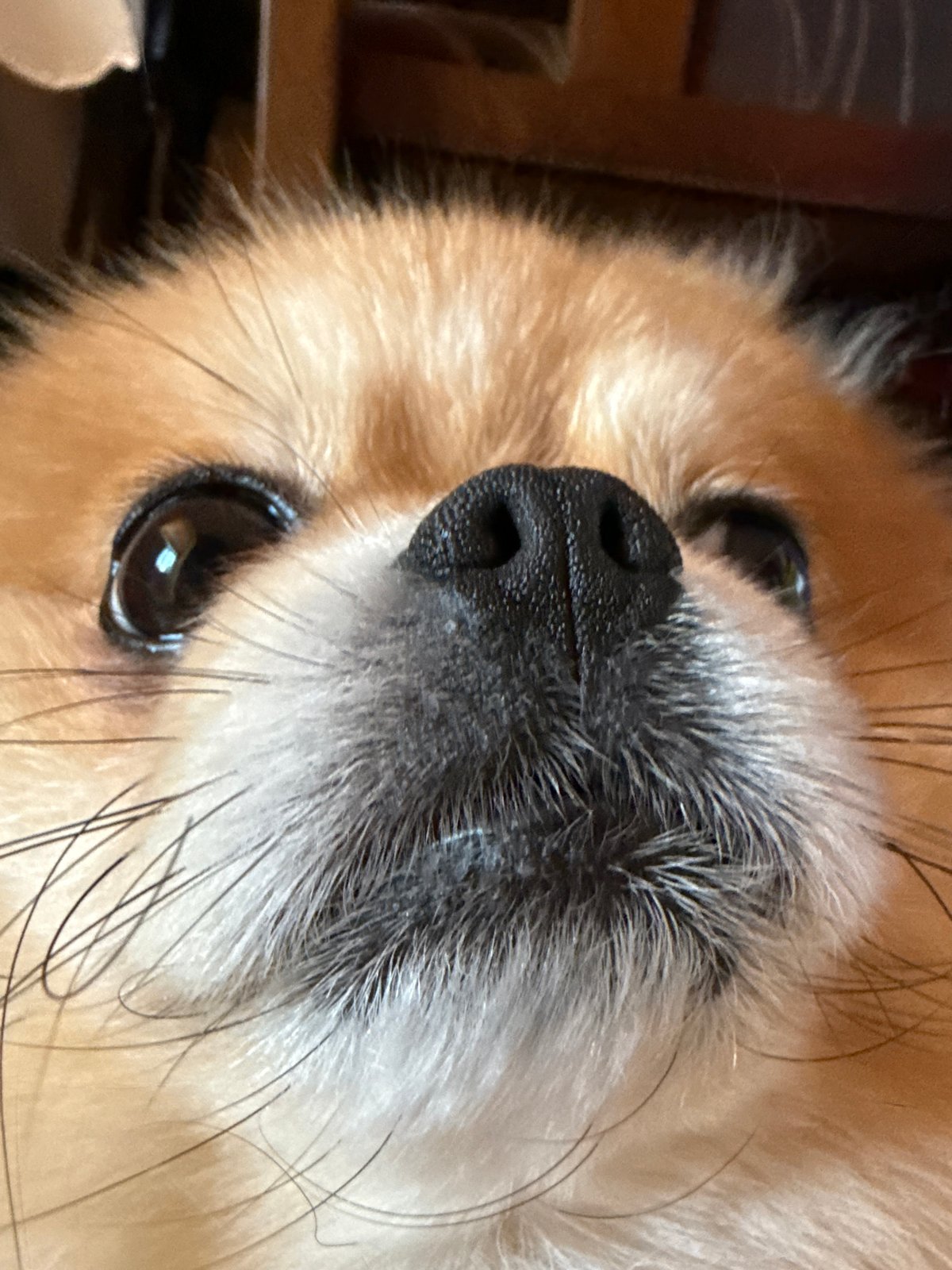 Pomeranian dog photographed in close-up shots, multiple angles captured