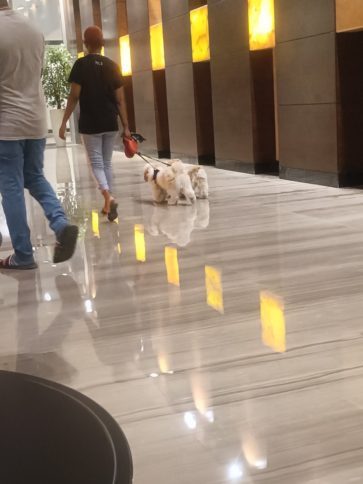 Dogs out for a walk around a Dubai residential building