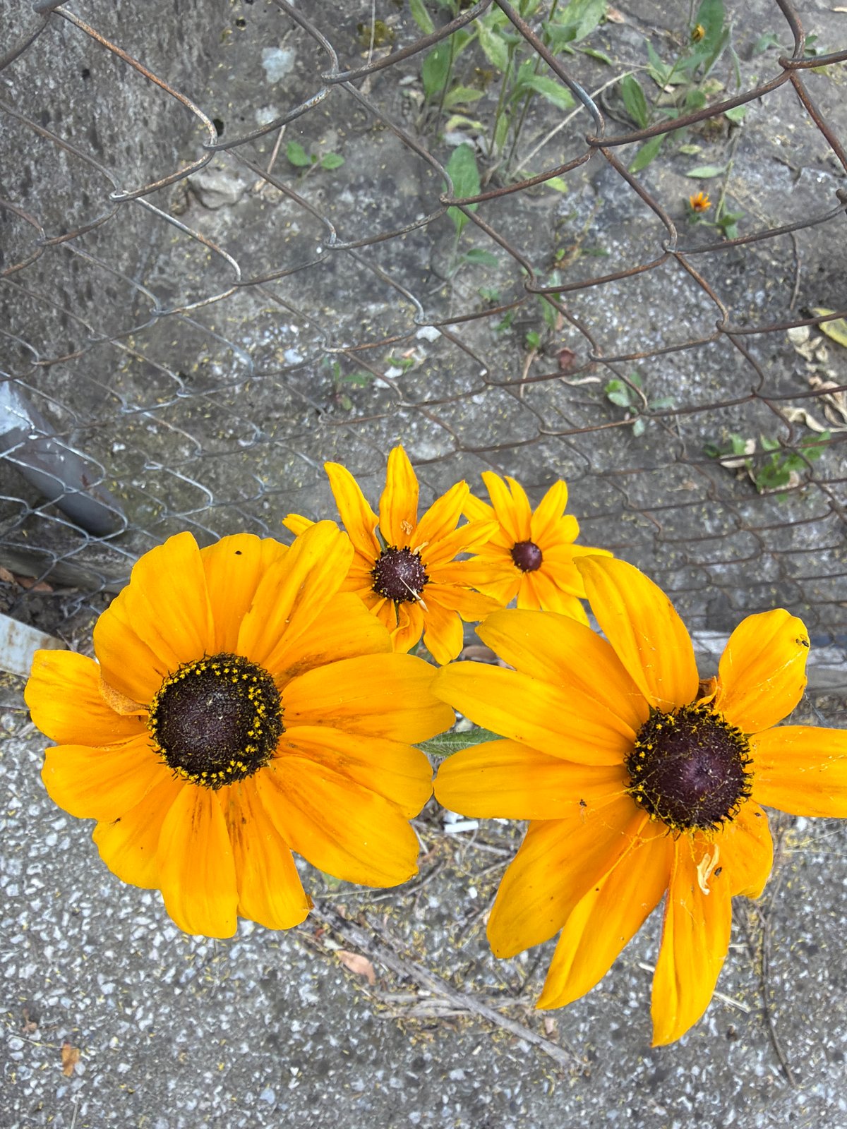 Summer morning in Gabrovo: flowers, streets, and daily life