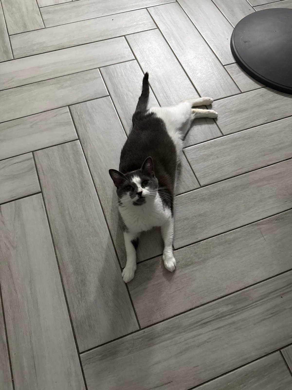 Cats taking over the herringbone floor in Bellmore