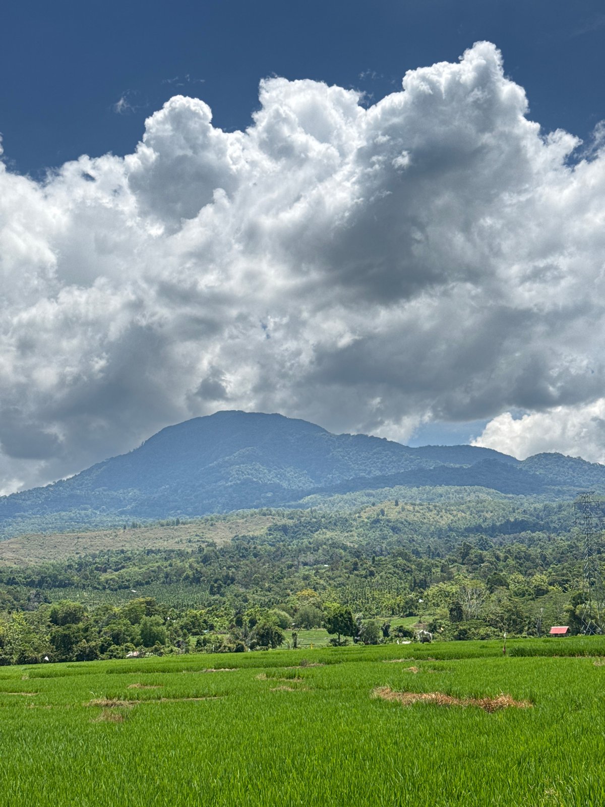 Lamtamot rice paddies and mountain backdrop, multiple angles
