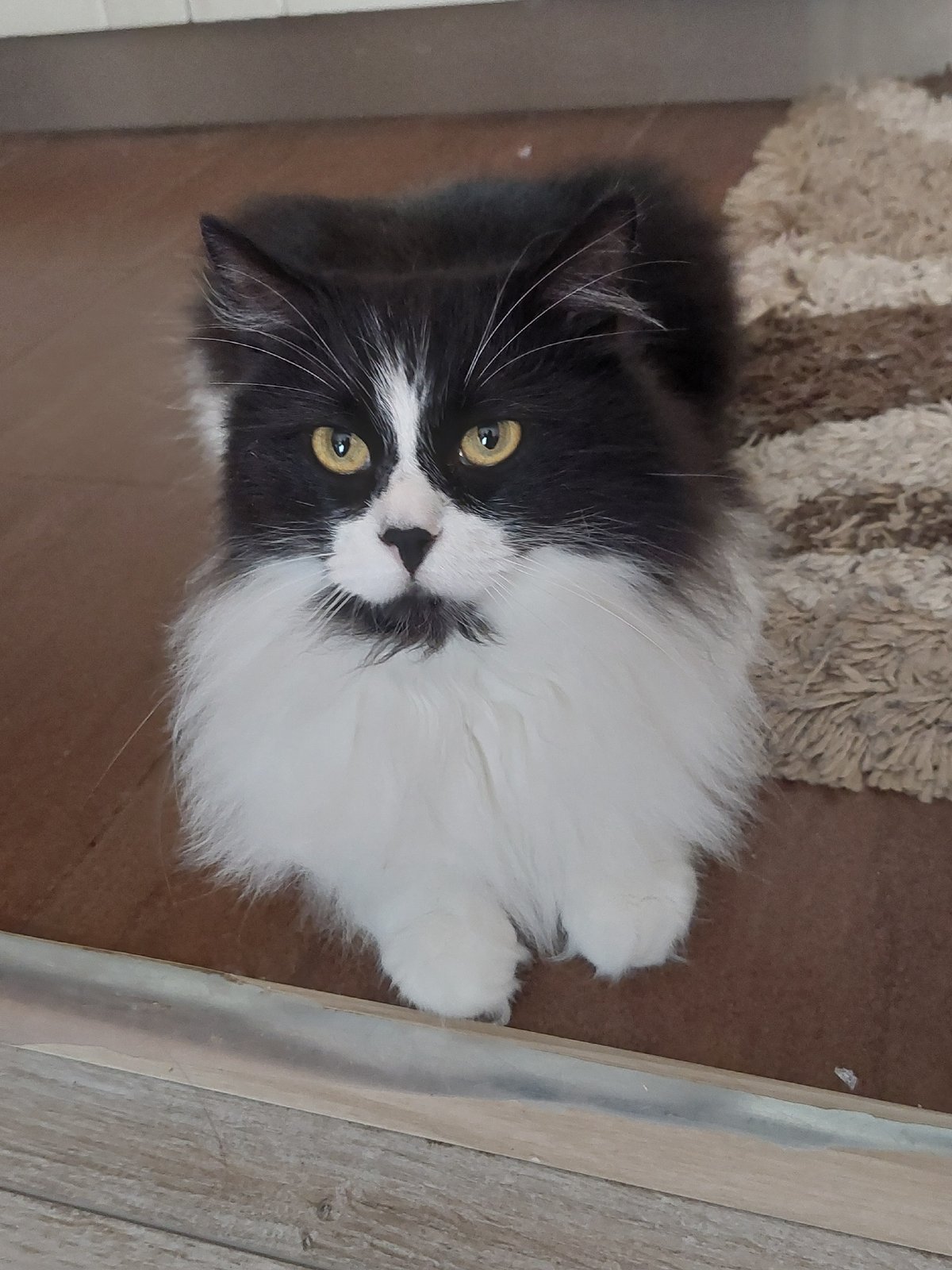 Tuxedo cat photographed multiple times in Plovdiv home