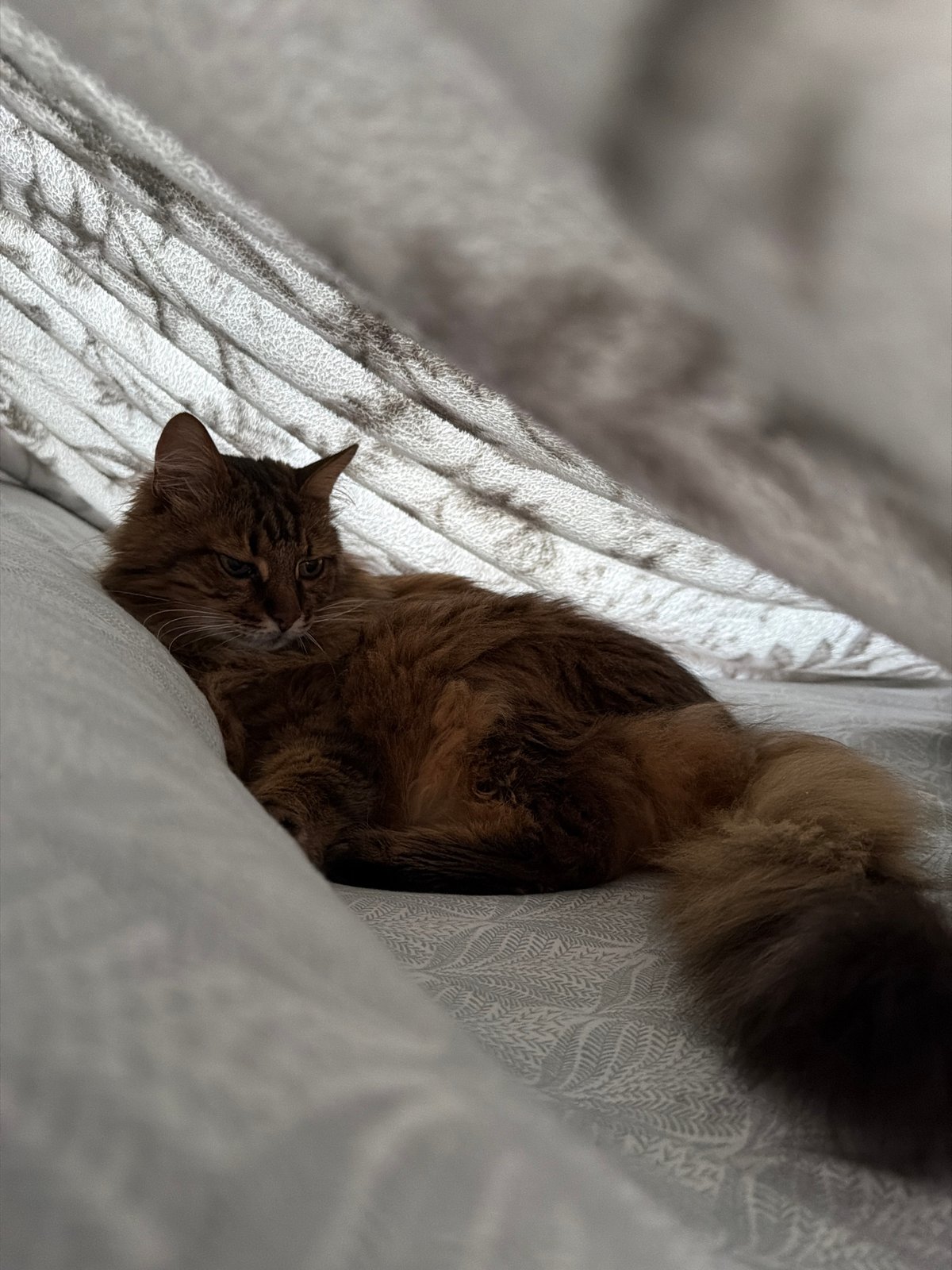 Lazy Kyiv morning: a tabby cat, cozy interiors, city landmarks