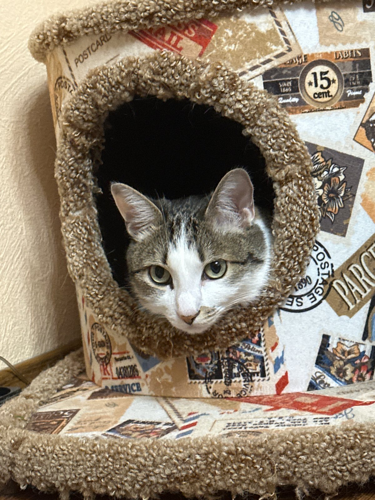 Tabby cat spotted lounging in Krasnoyarsk cat tree