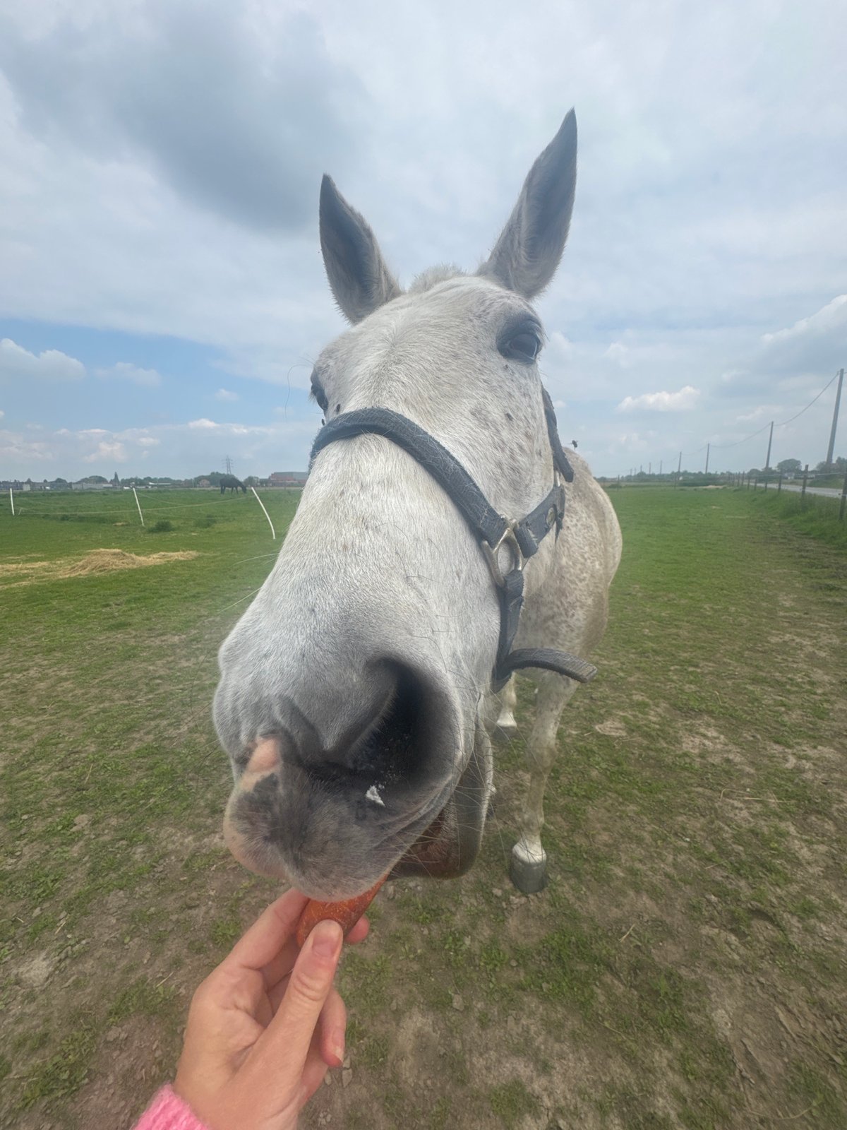 Horse fed carrots by hand in rural Belgium