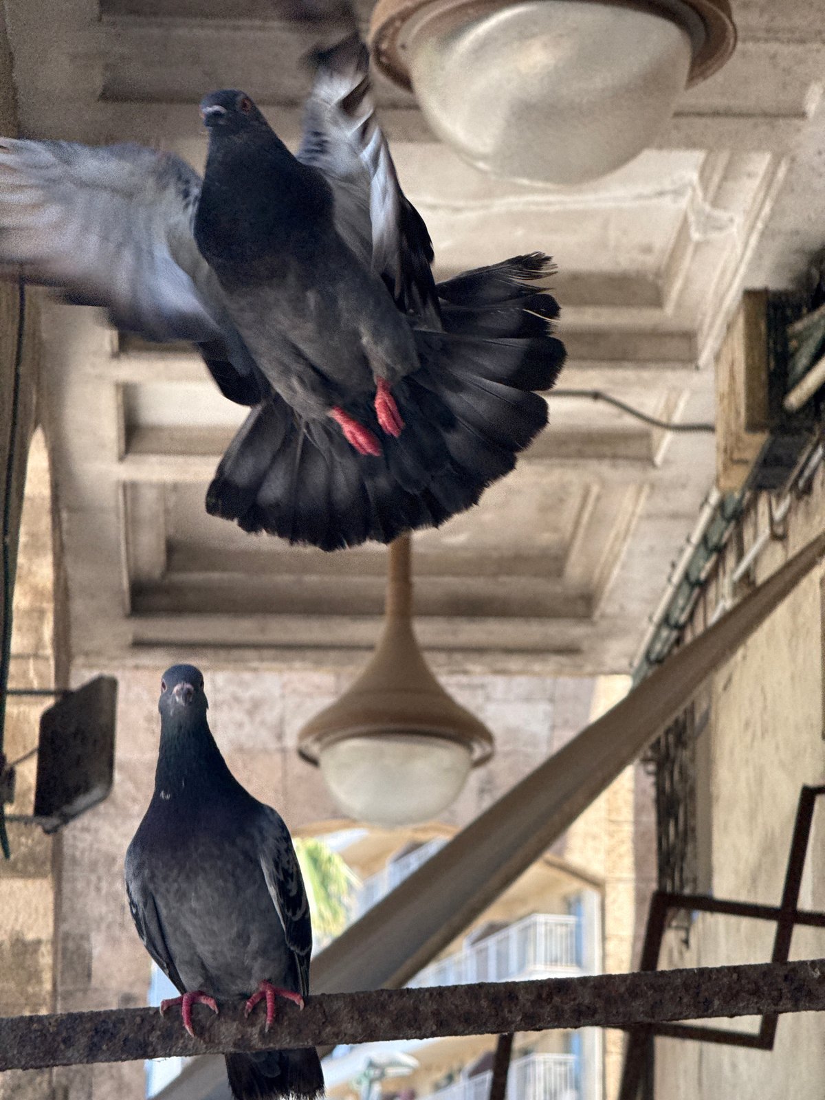 Pigeons and potted plants in a Tel Aviv arcade