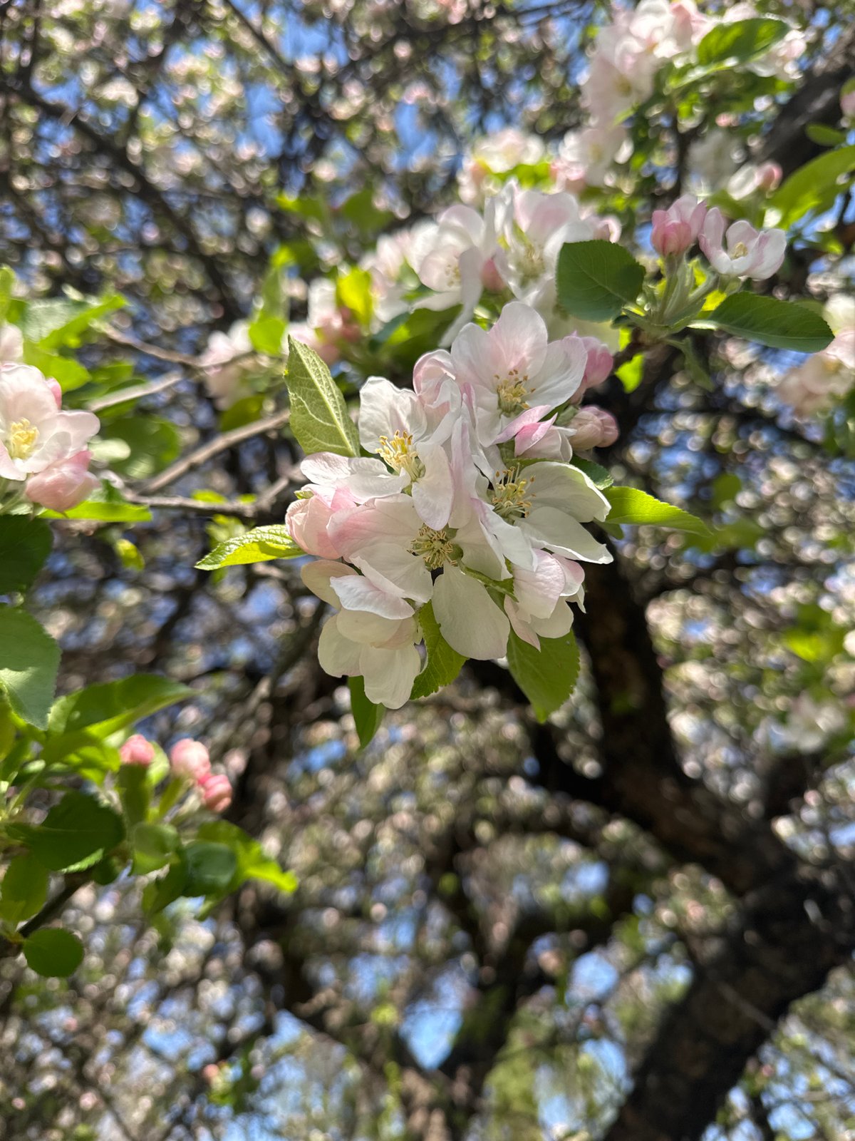 Apple blossoms bloom in Blagoevgrad, Bulgaria