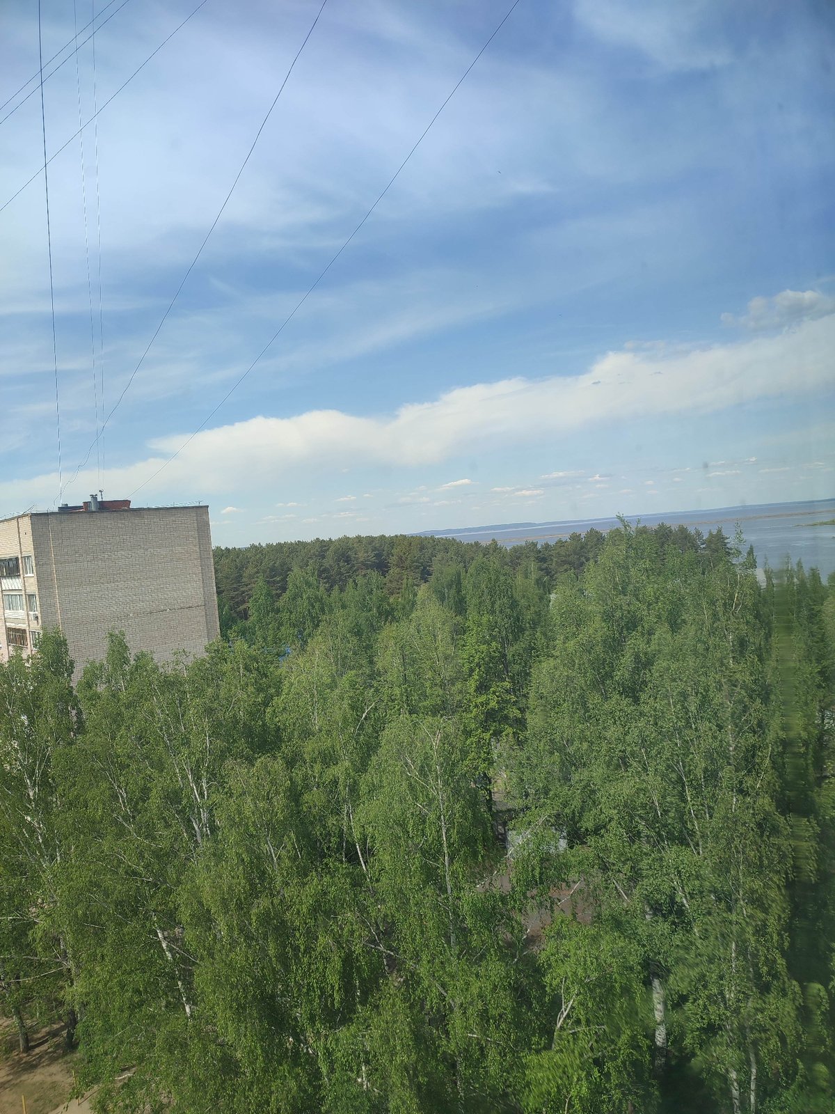 Urban morning scenes: birch trees, apartment building, sleeping cat
