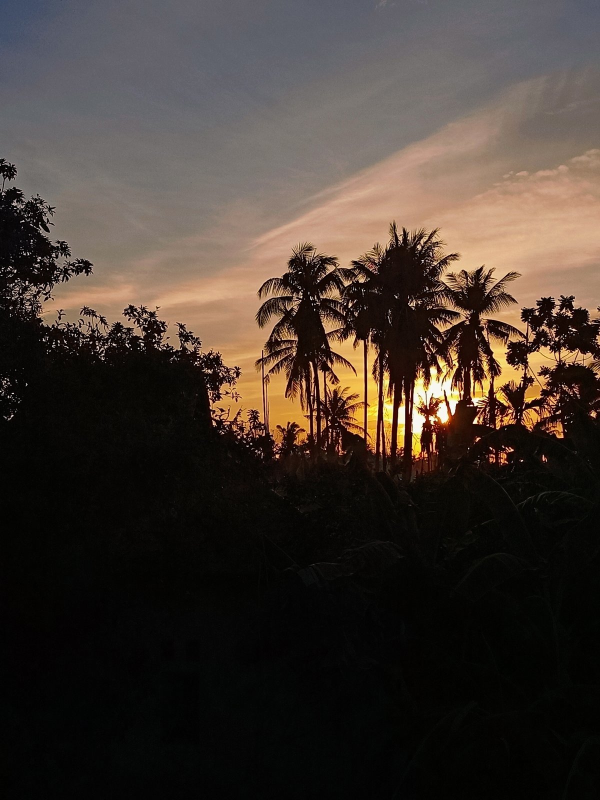 Palm tree silhouettes at dusk in Blang Cut, Indonesia