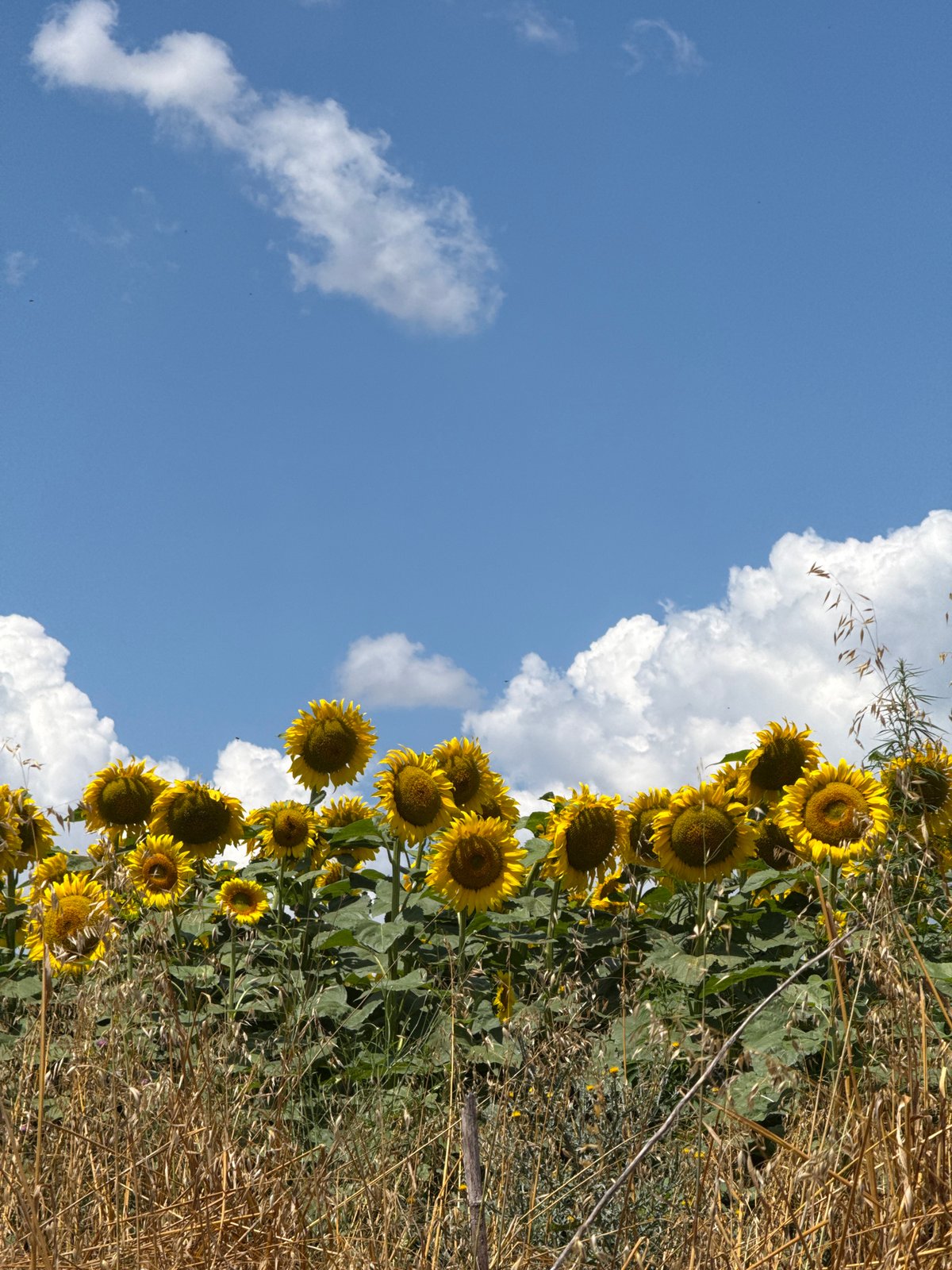 Sunny afternoon among hay bales and sunflowers in rural Bulgaria
