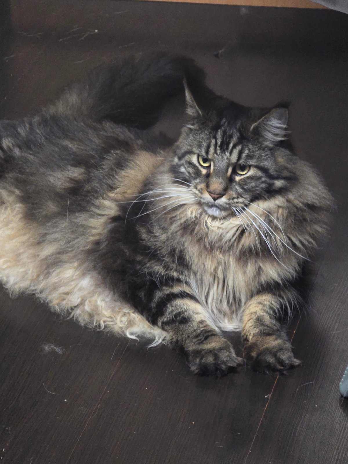 Cats lounging and being pet at home in Krasnoyarsk