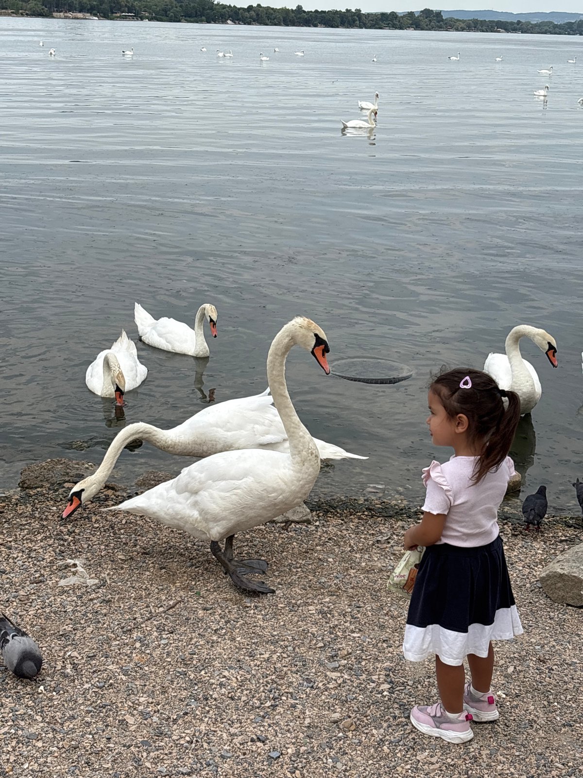 Feeding swans on the Danube shore in Belgrade