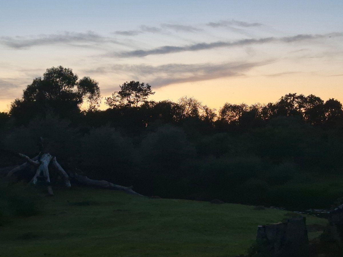 Midsummer twilight over the Sooblase treeline, with a cat watching