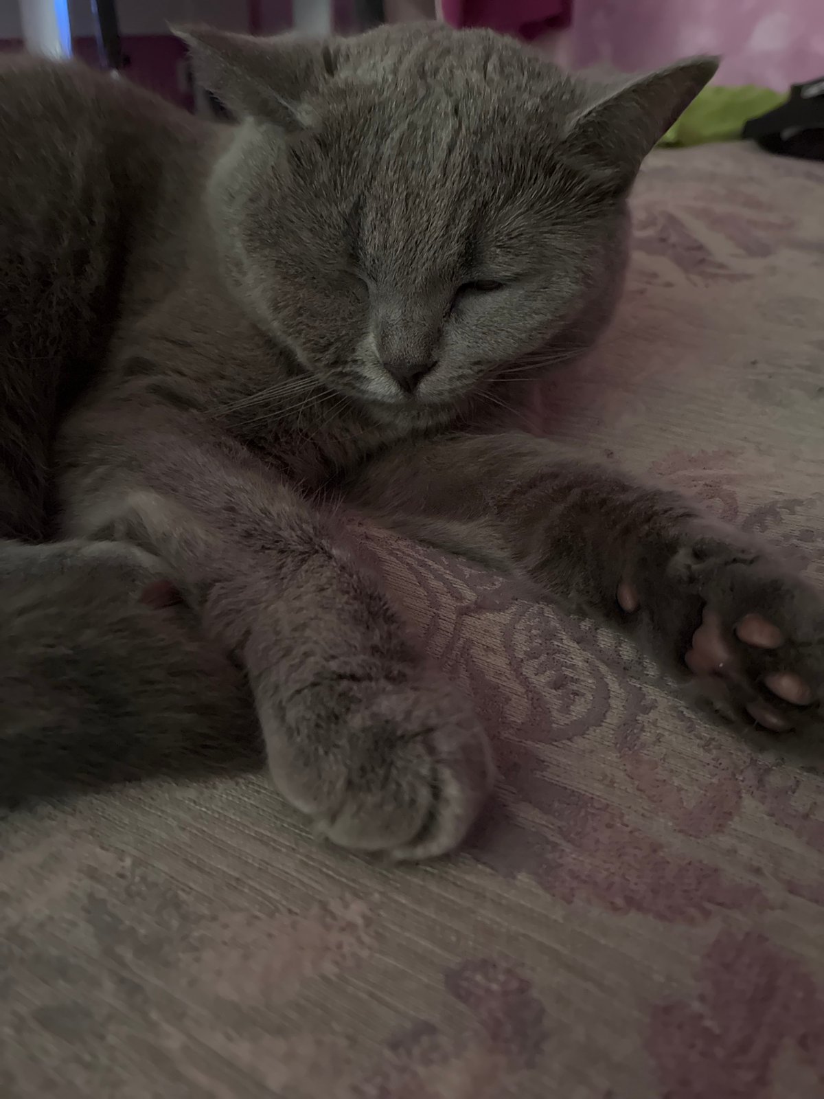 Gray cat's lazy morning routine documented in Alanya
