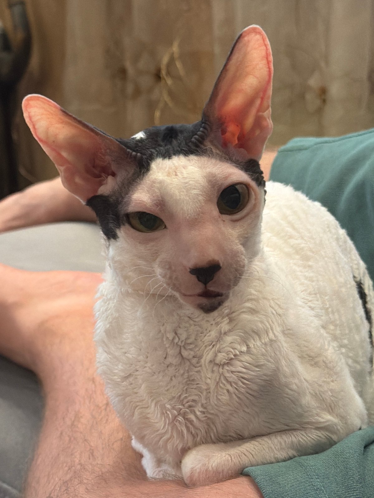 Curly-furred Cornish Rex cat, multiple angles, Yekaterinburg