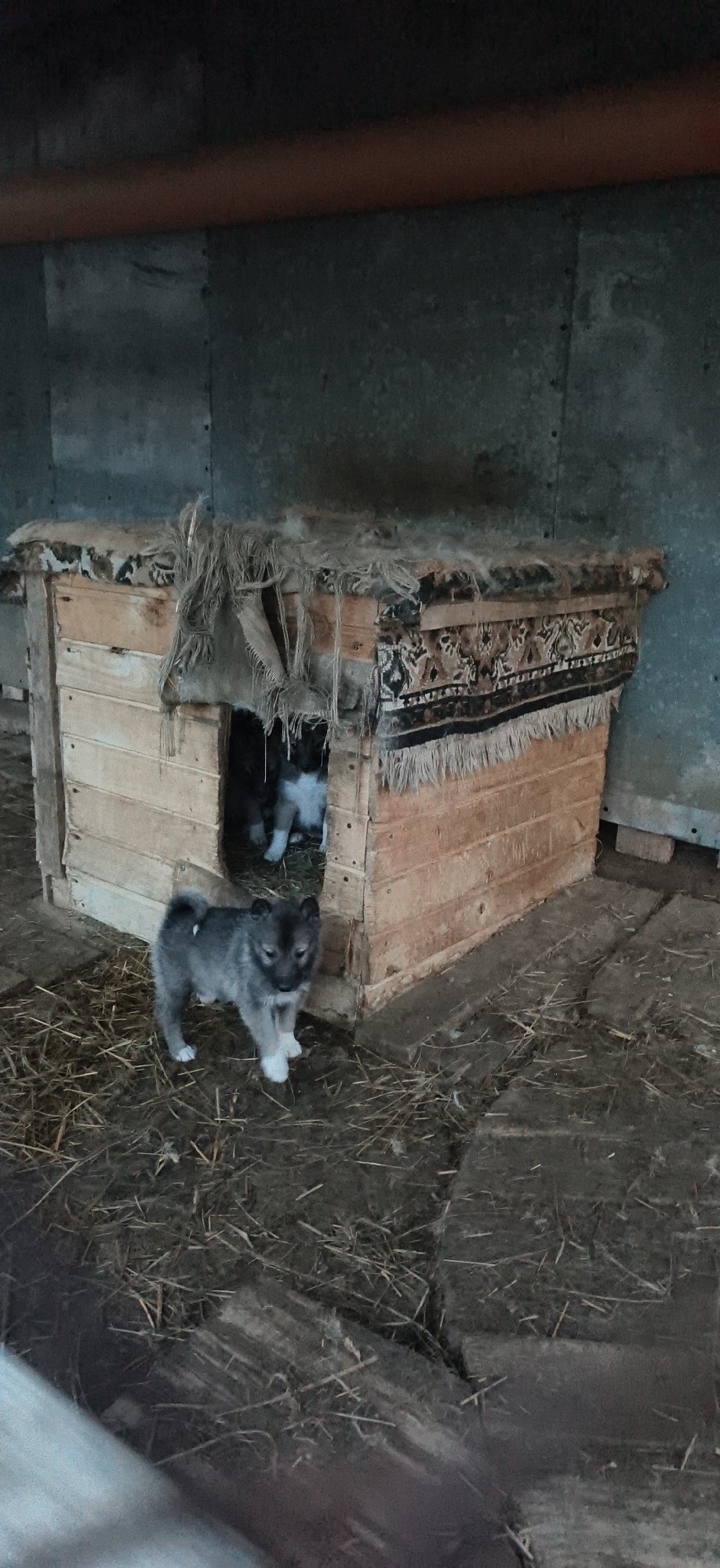 Dogs and puppies gather around doghouse in rural Russia