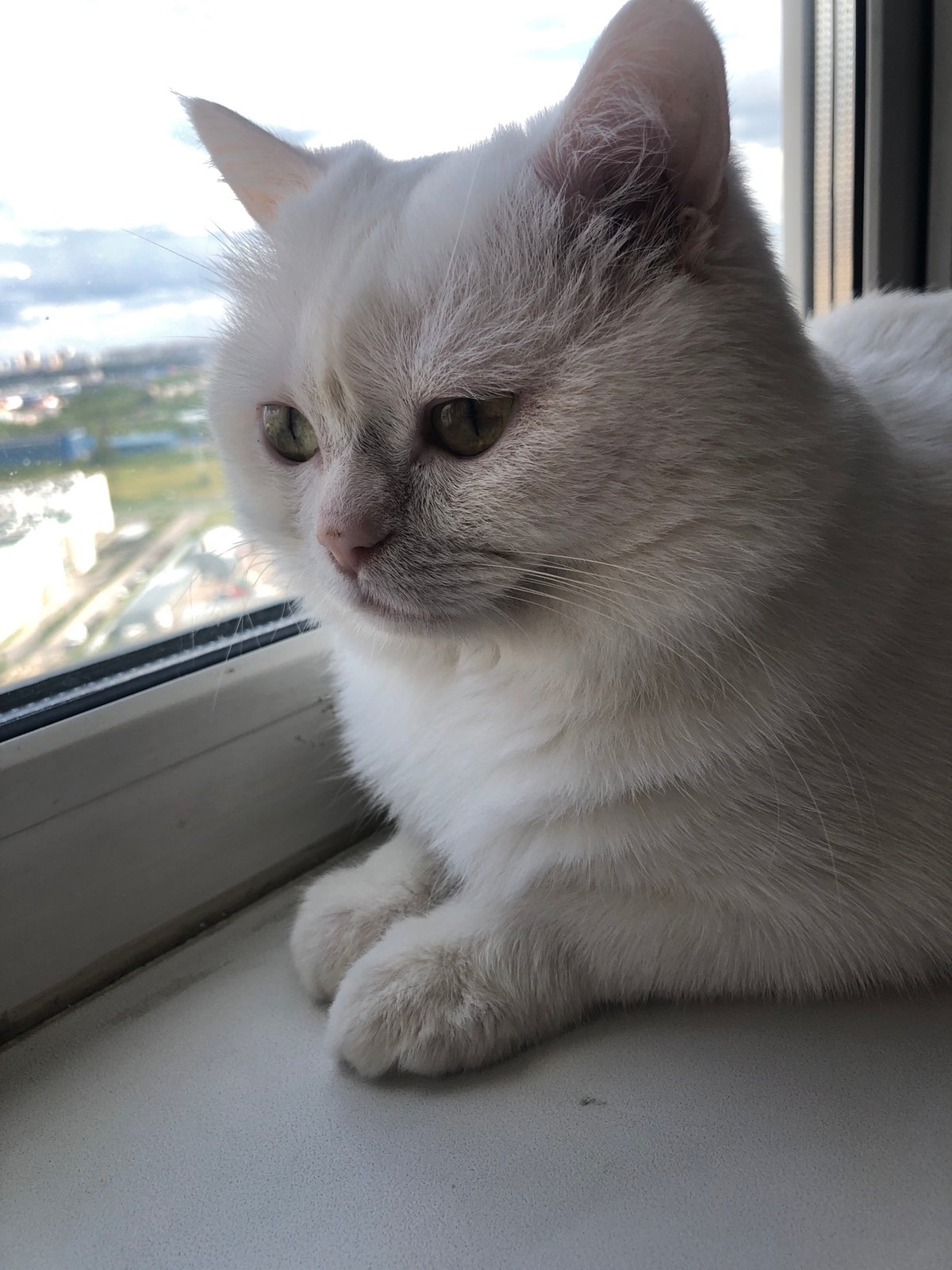 White cat watches city skyline from a high-rise window