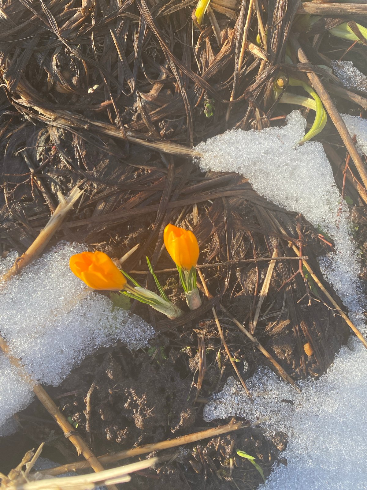 Spring flowers emerge through melting snow in Russian town