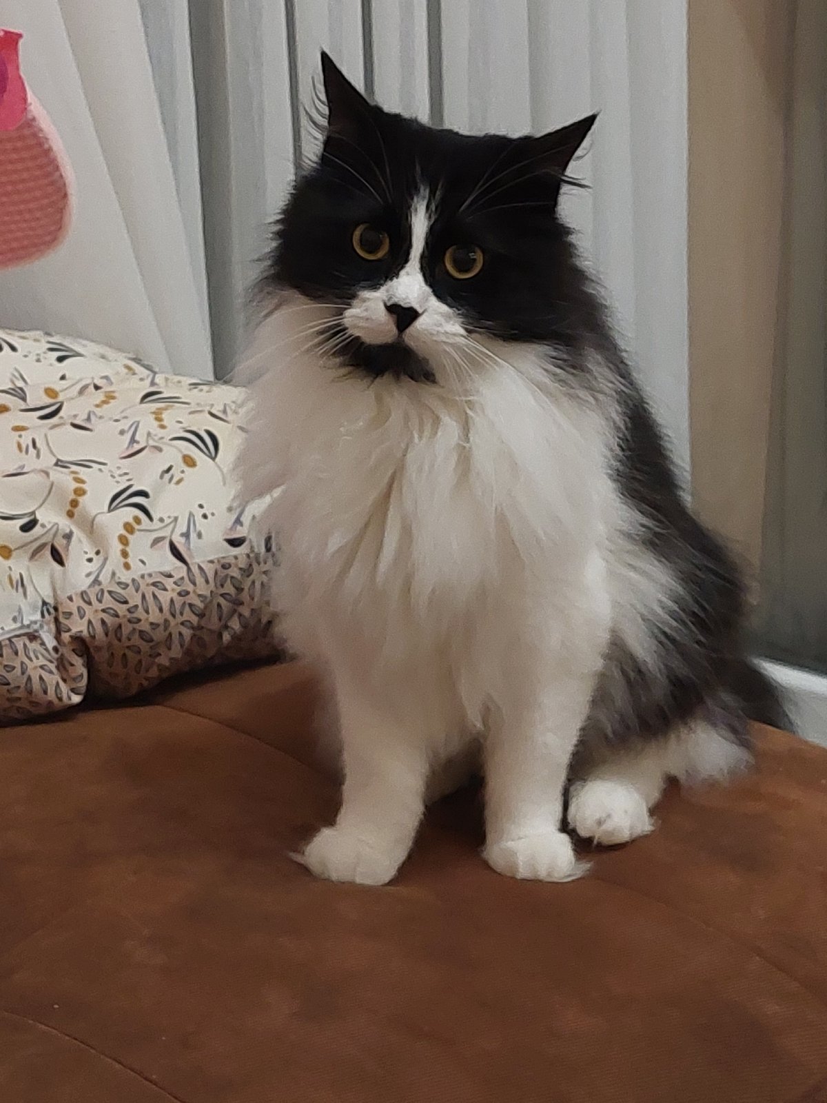 Cat enjoys leisurely evening on sofa in Plovdiv