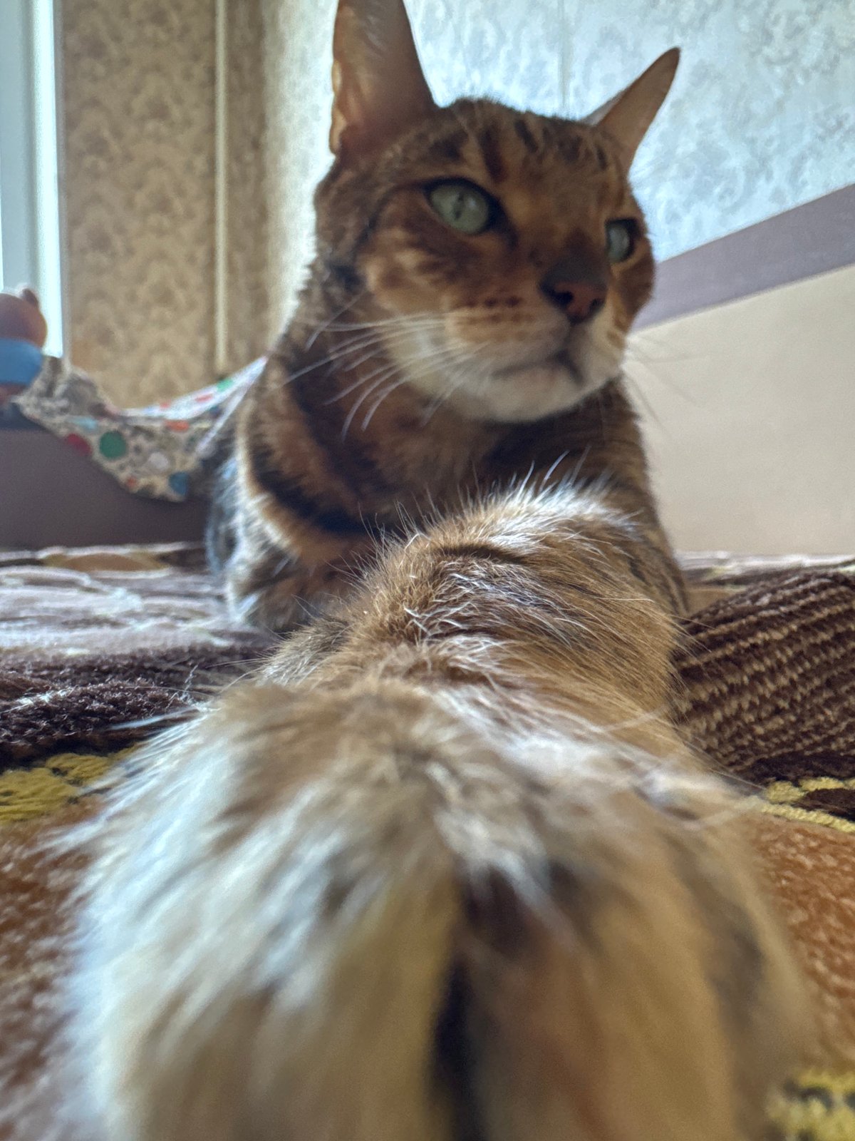 Lazy afternoon with a Bengal cat, fruit stands, and selfies