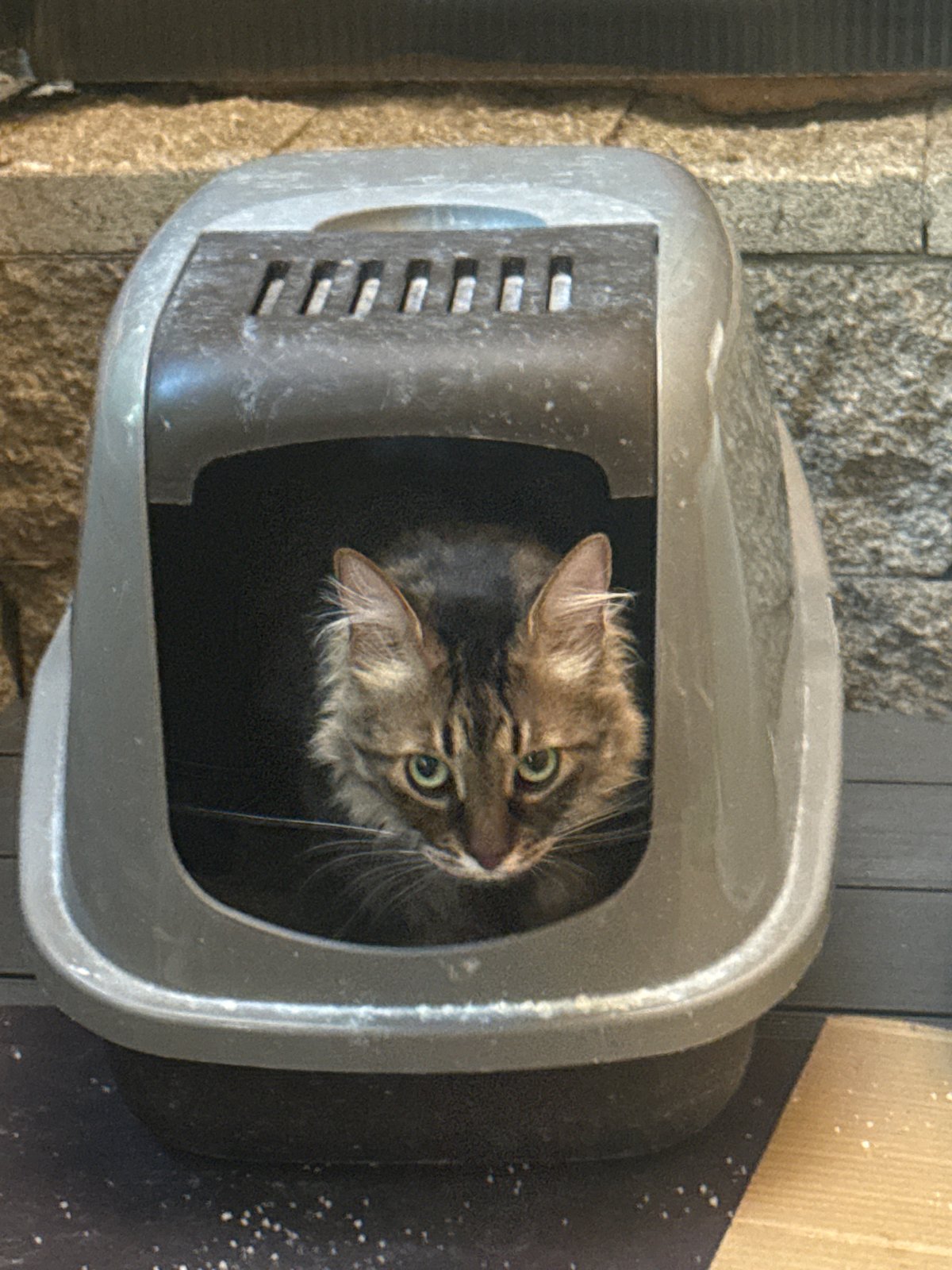 Domestic cats observed in everyday activities across Sofia homes