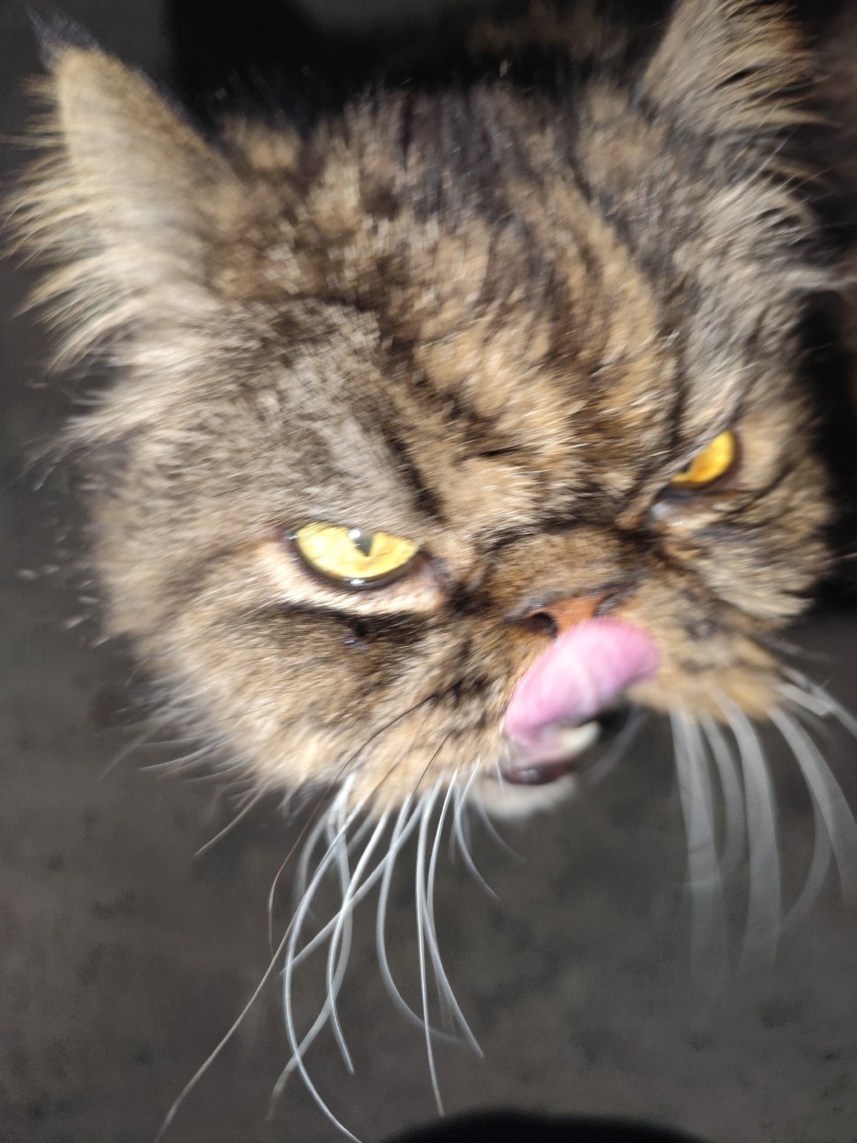 Tabby cat and currant berries in Қырғауылды