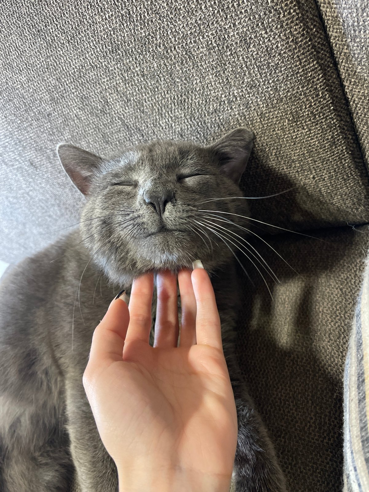 Grey cat rests and grooms on couch in Bulgaria