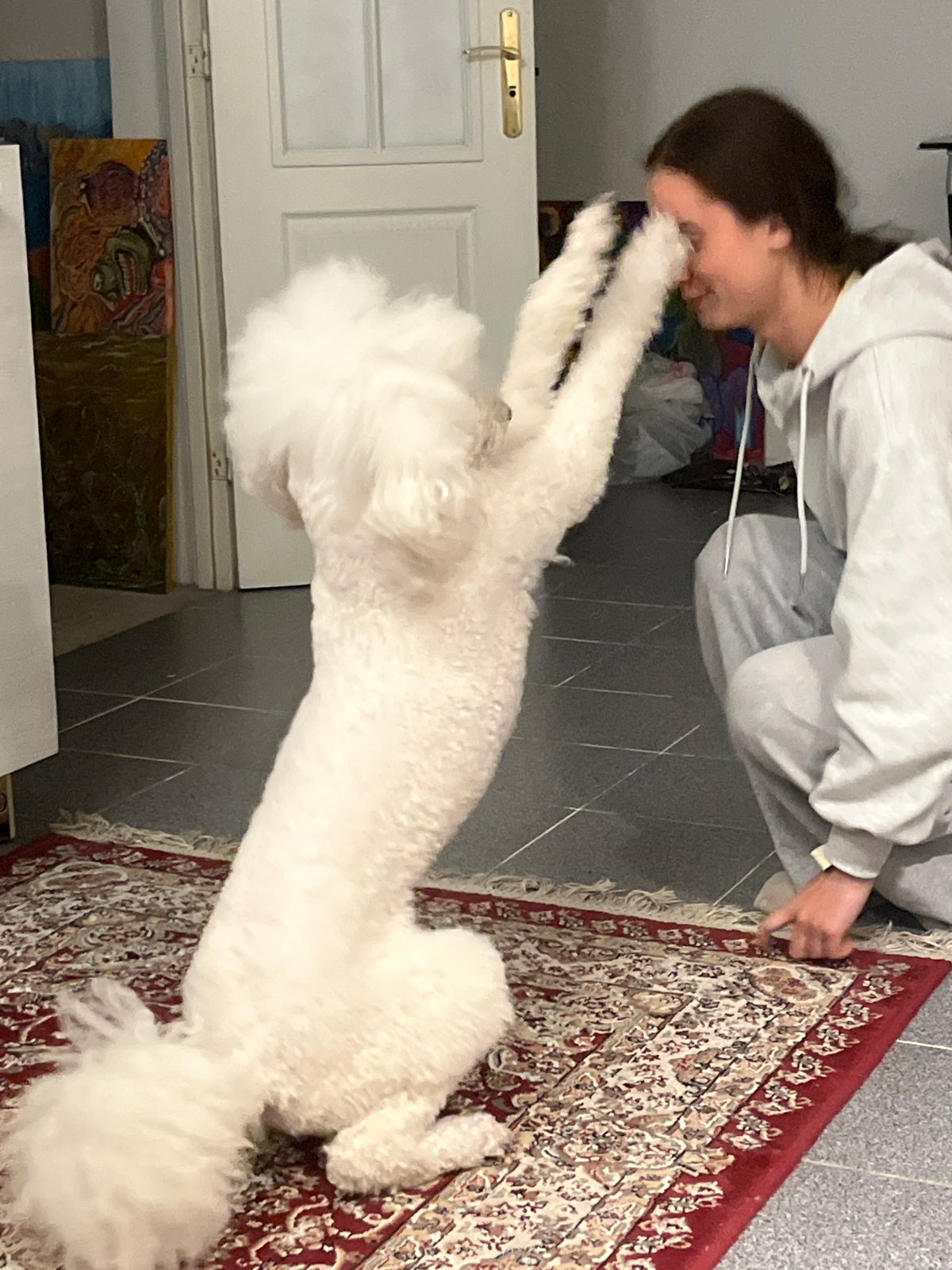 Rainy day interactions with poodle documented in Krasnoyarsk