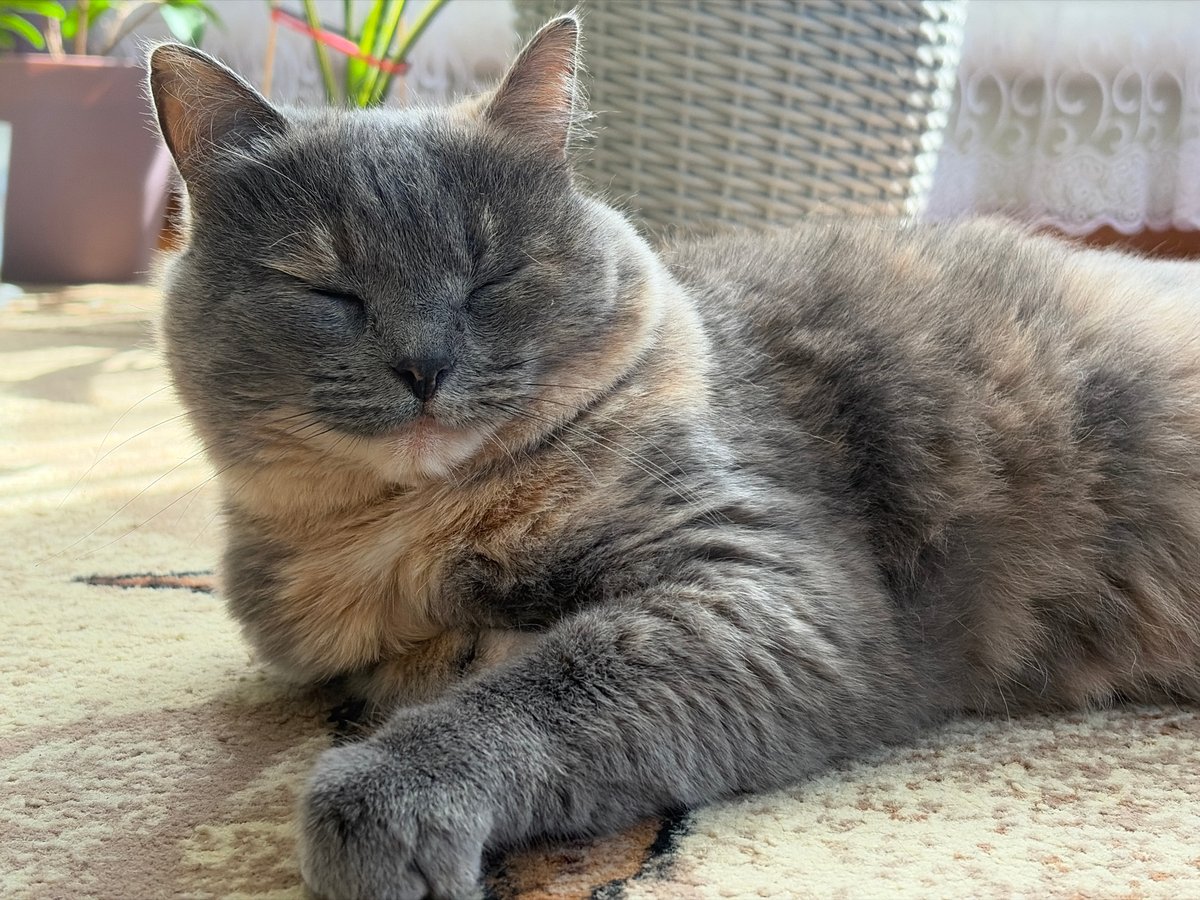 Tortoiseshell cat at rest on a patterned carpet