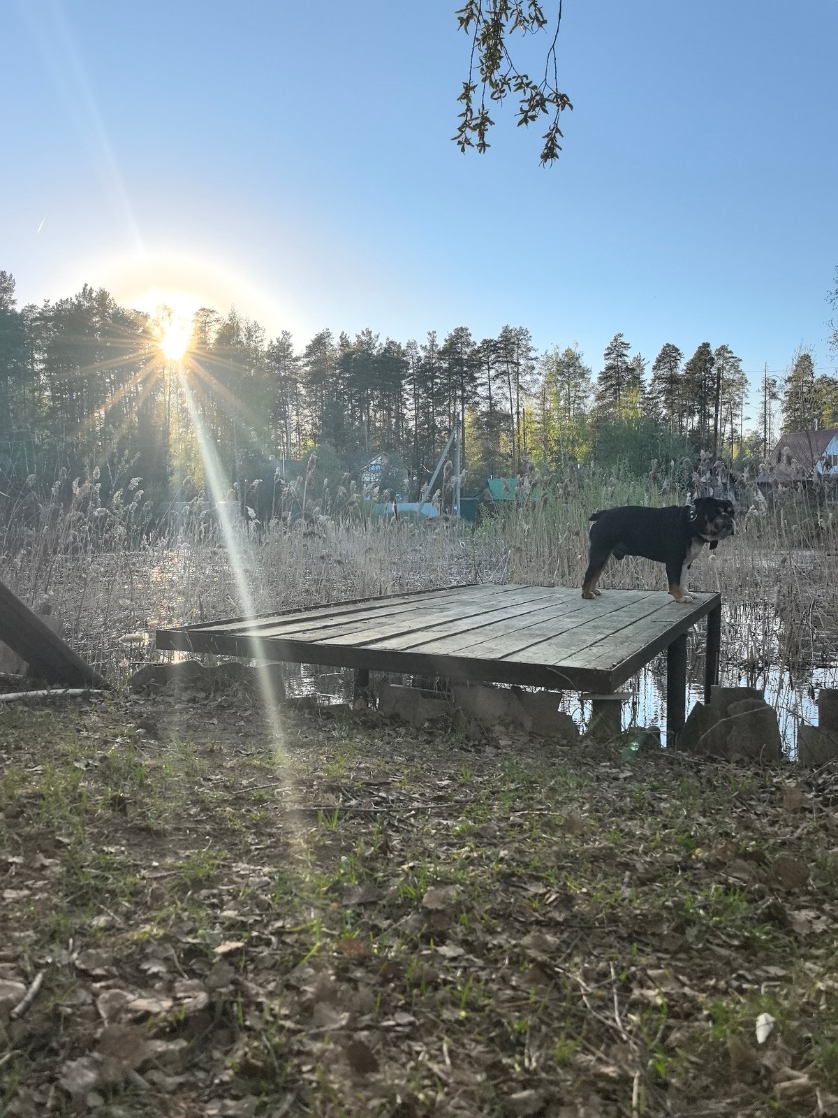 Afternoon lakeside moments with dog and swing set documented