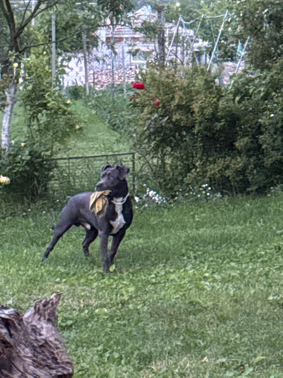 Dogs play in backyard garden during evening in Bulgaria