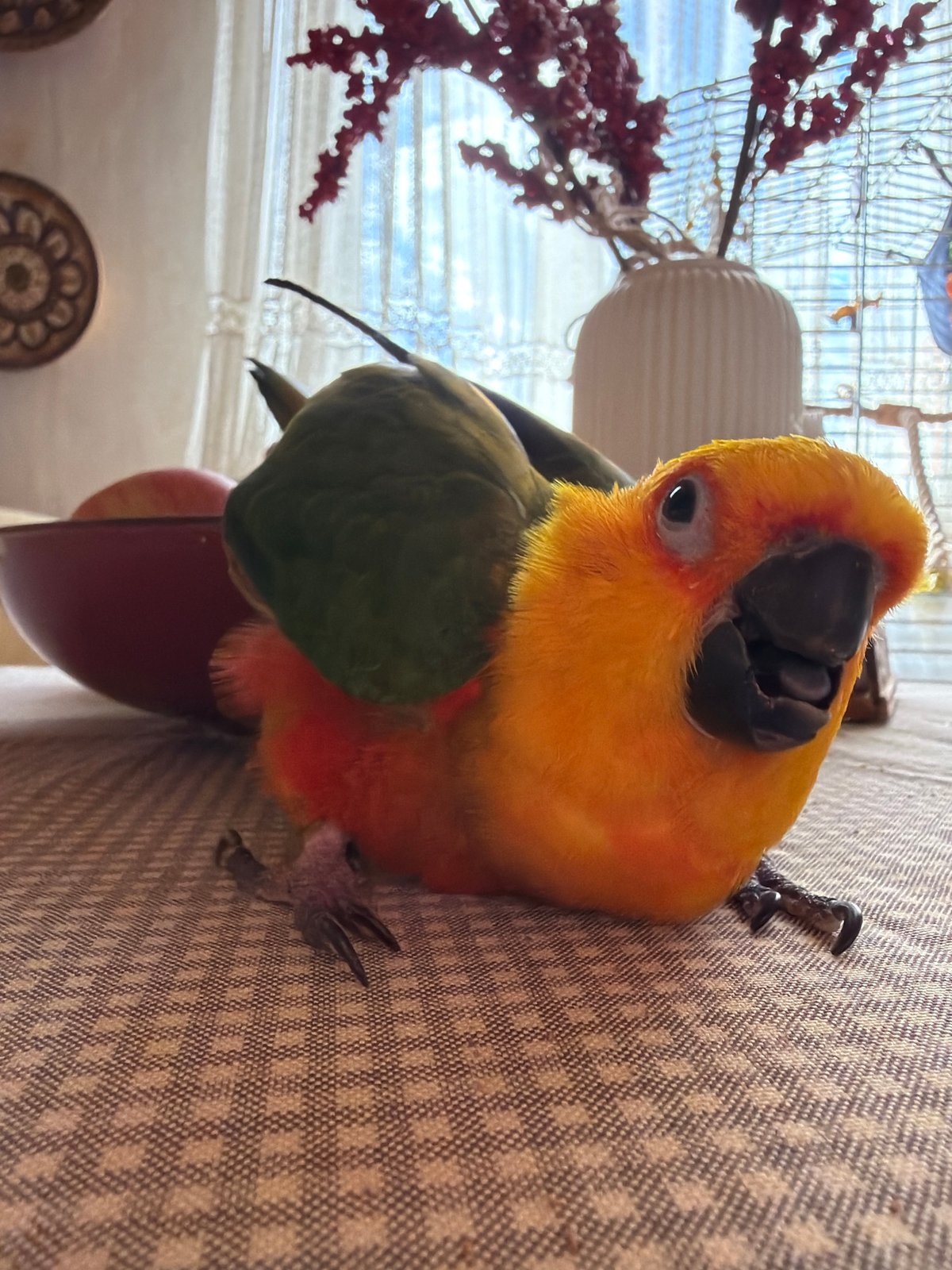 Sun conure gets treats at home, vintage taxi parked outside