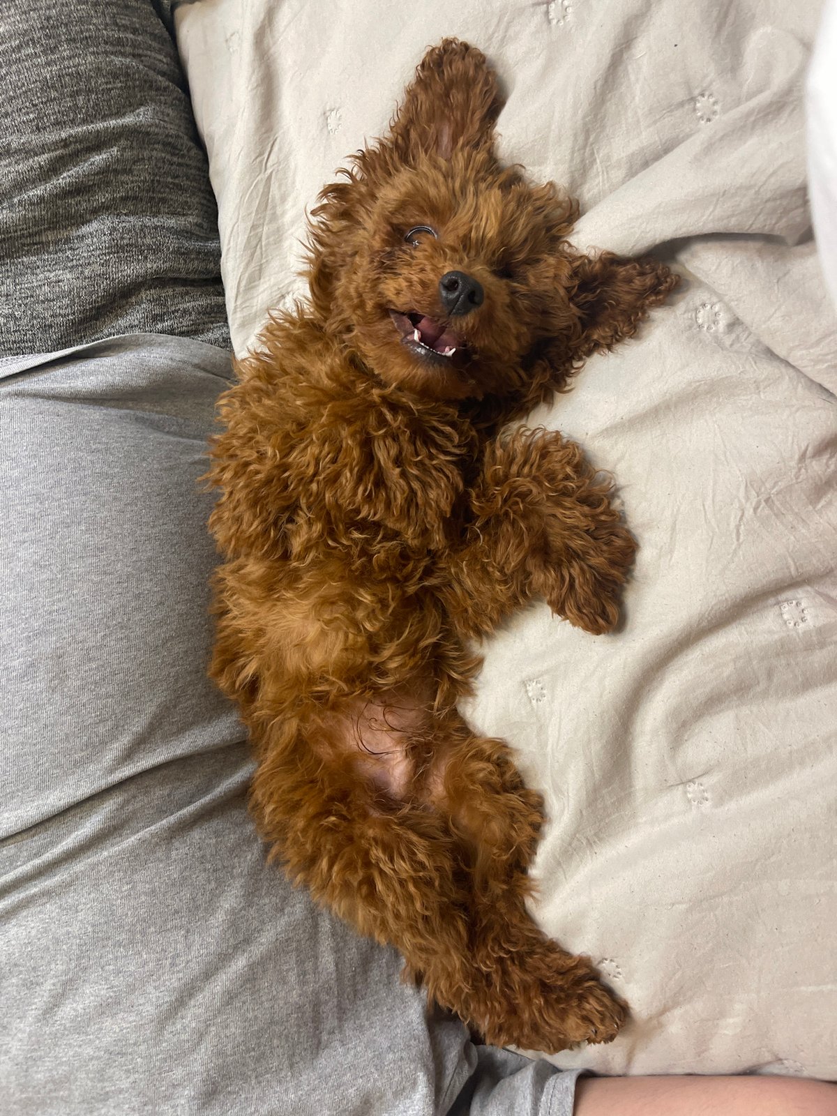 Brown curly dog enjoys bedtime with owner in Sofia
