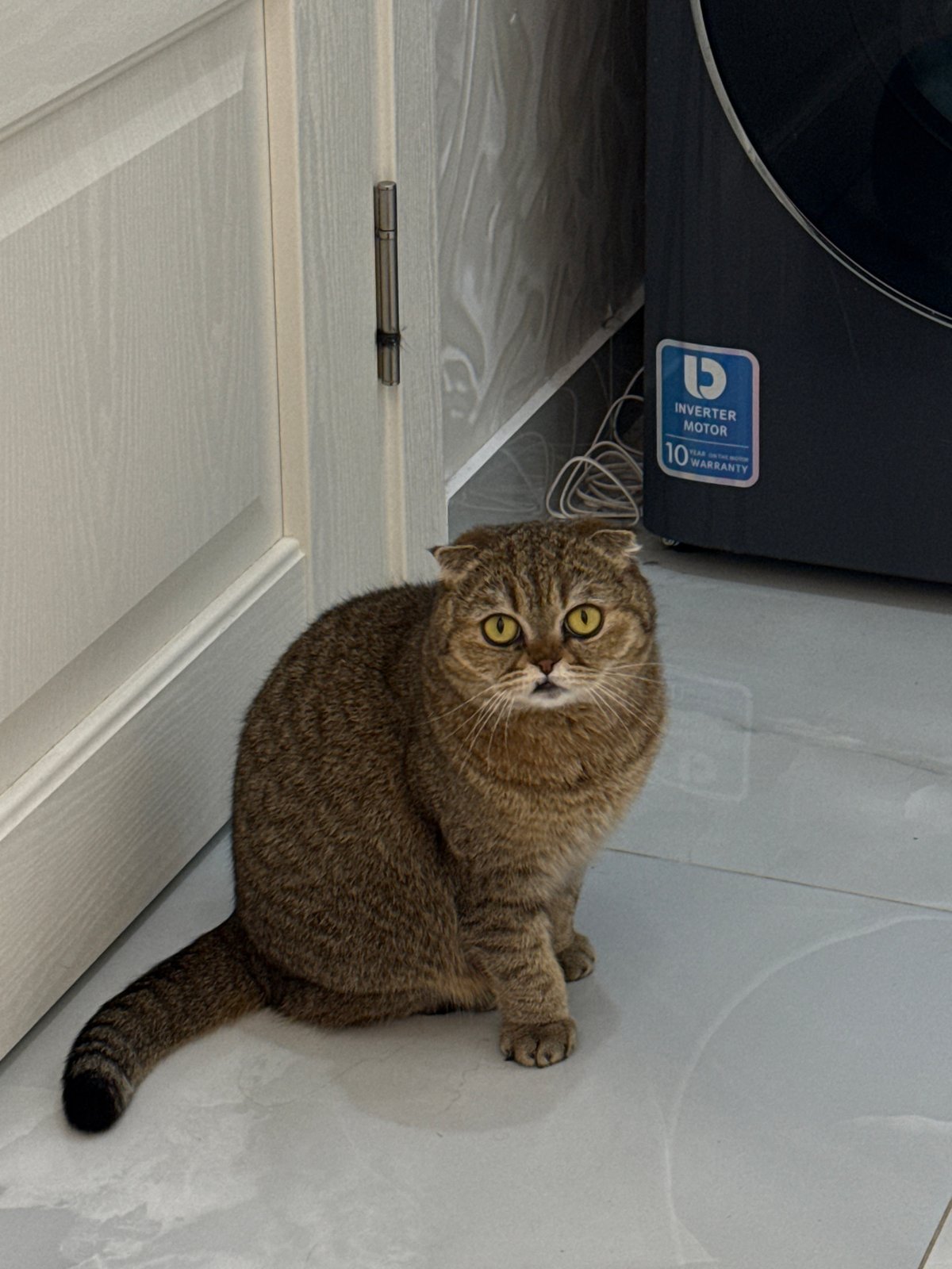 Scottish Fold cat documented playing, resting in Moscow apartment