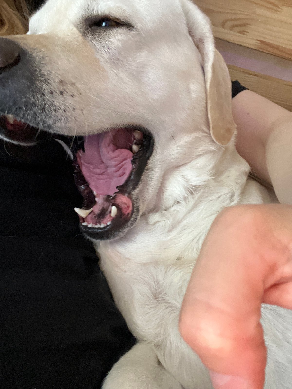 Labrador mid-yawn, totally relaxed on a black surface