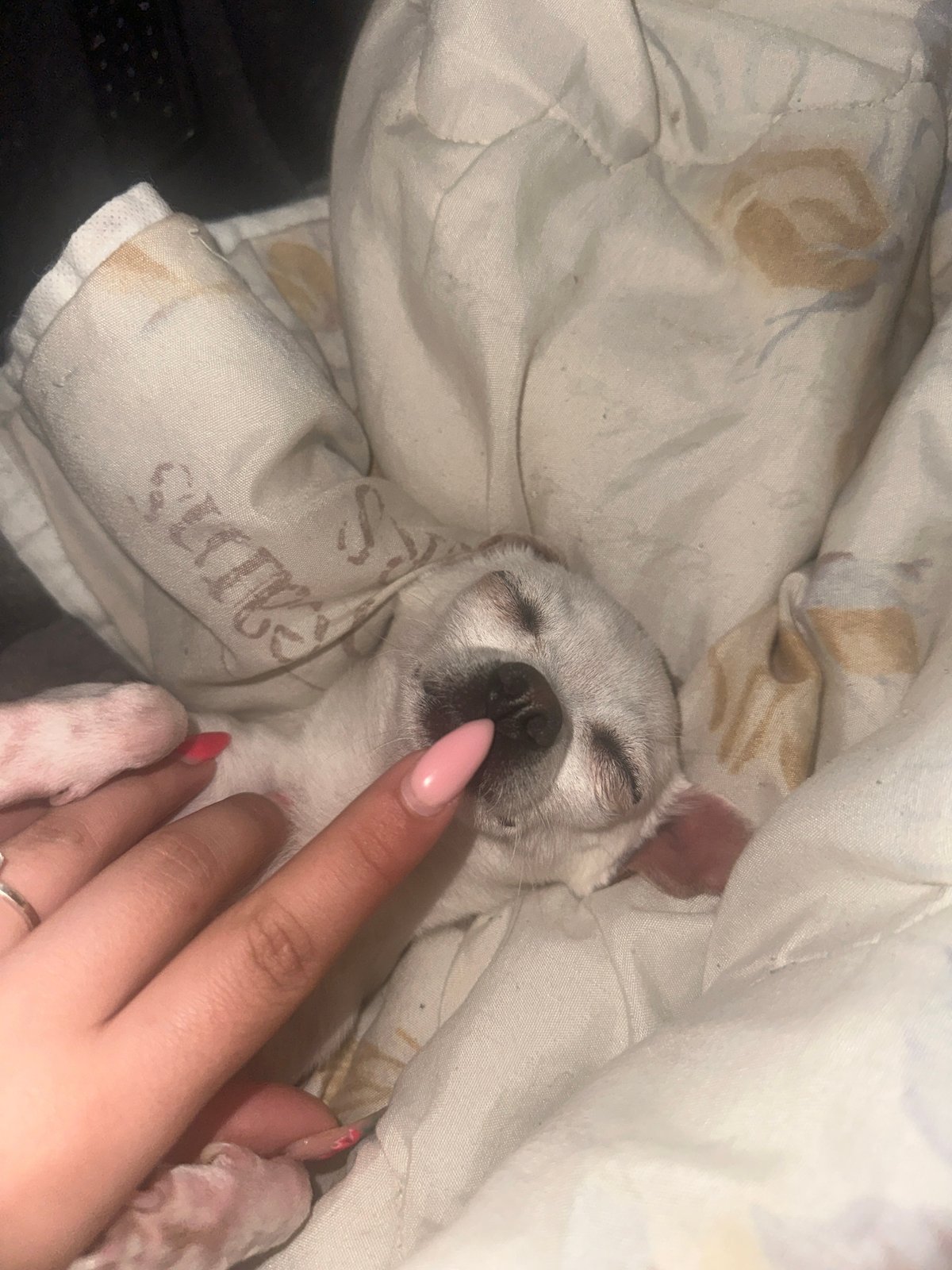 Tender moment between owner and sleeping Chihuahua in Bulgaria