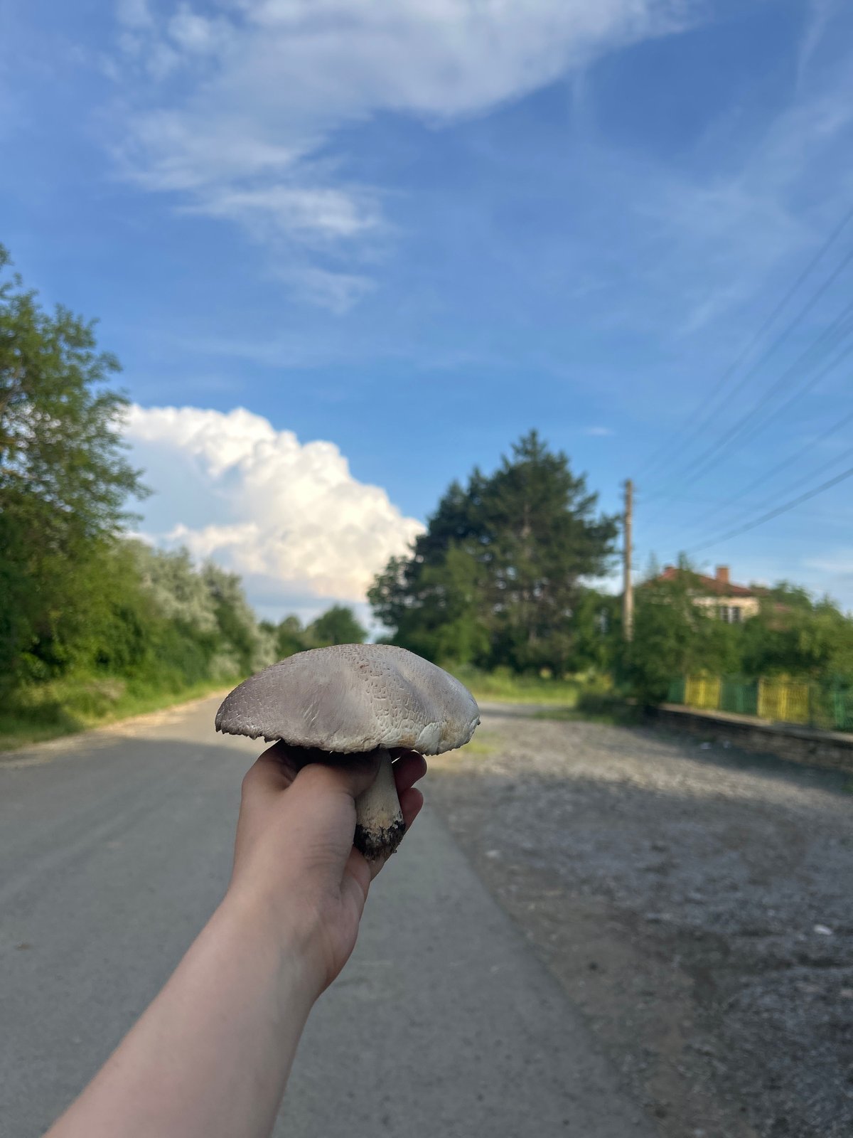 Nature walk documented with foraged mushrooms, shells, poppies