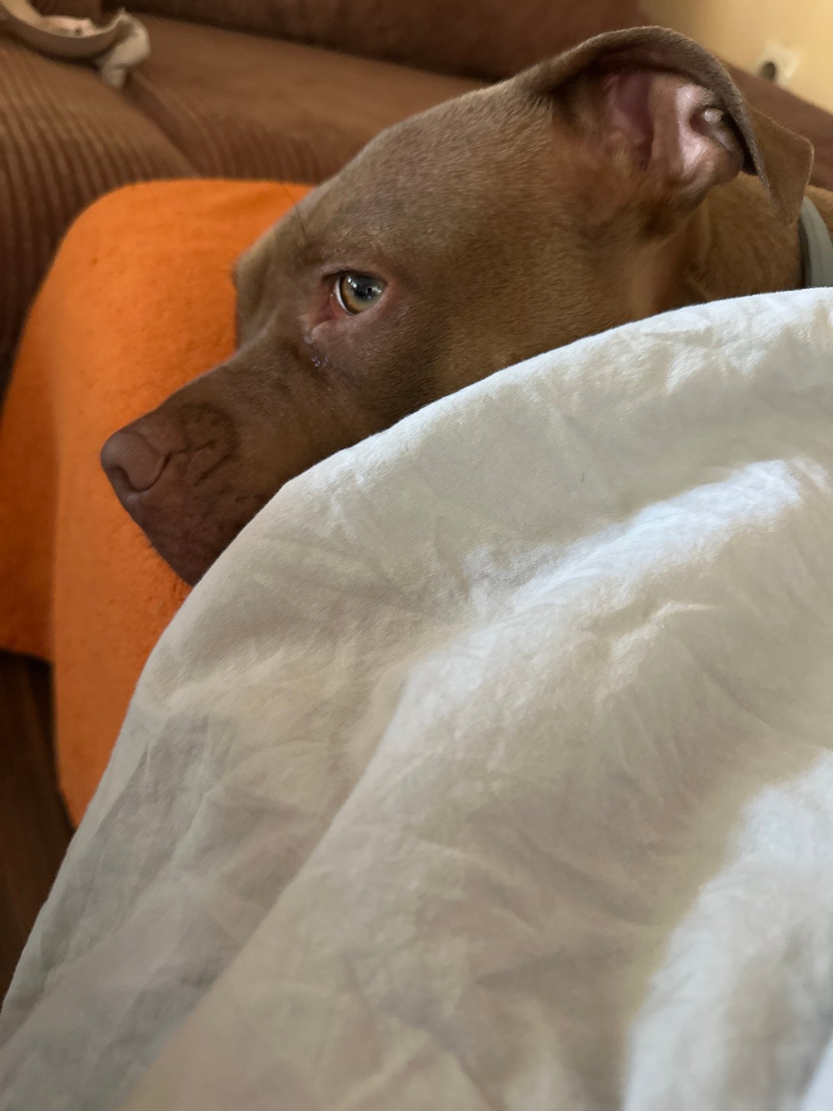 Couch day with a brown dog in Malevo, Bulgaria