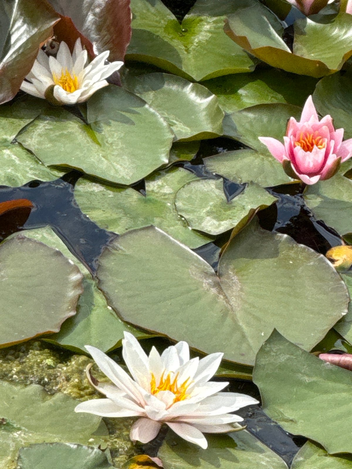 Summer afternoon at a Moscow park pond