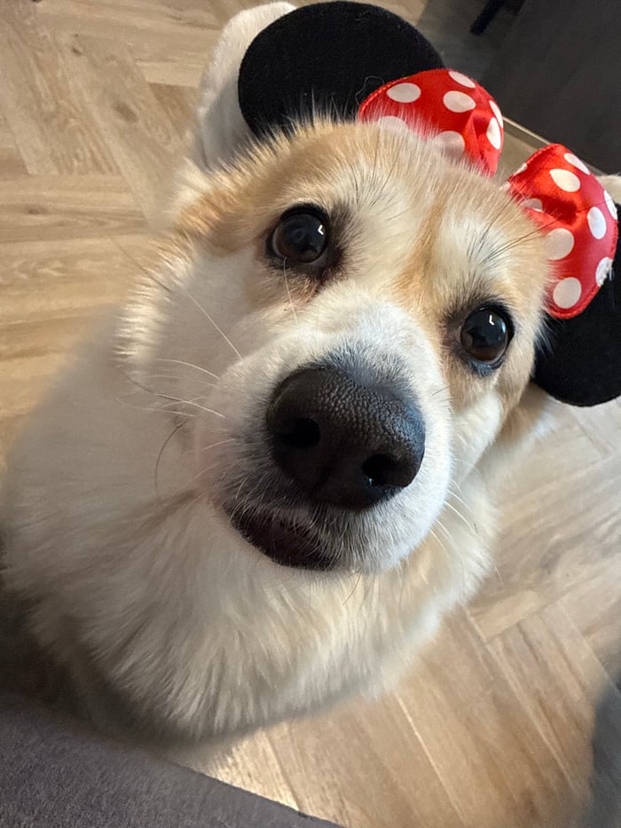 Corgi Models Disney Headbands in Late-Night Krasnoyarsk Photo Session