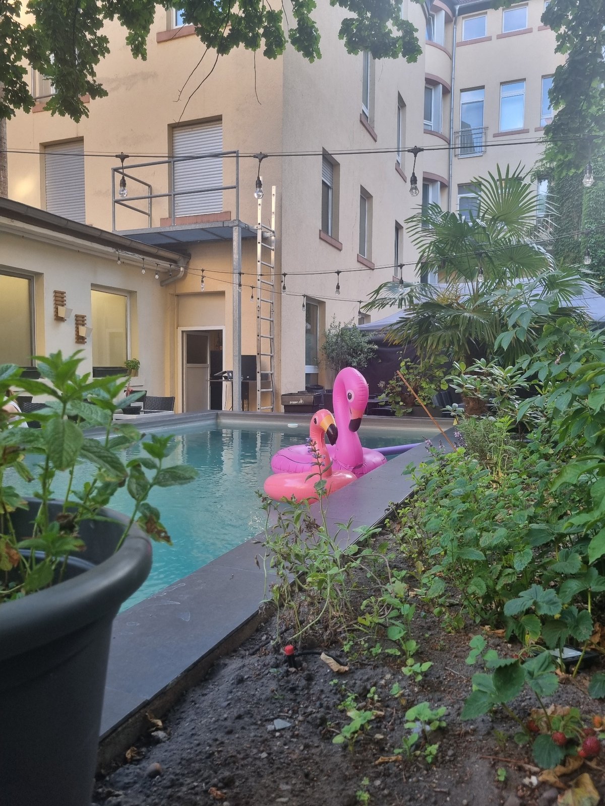 Residential pool with pink flamingo floats spotted in Saarbrücken