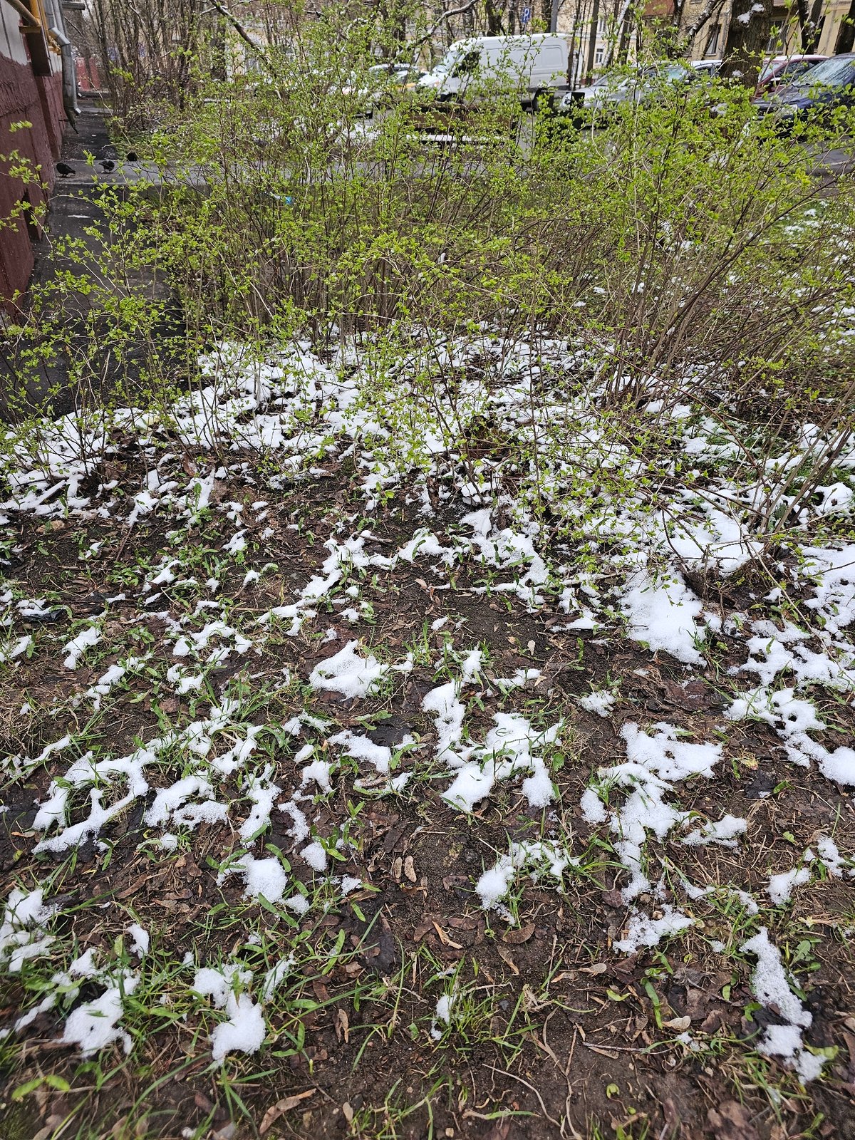 Spring emergence observed in Moscow with crocuses, melting snow