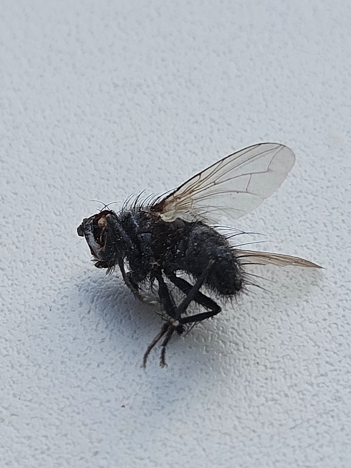 Dead fly on textured surface in Ulyanovsk