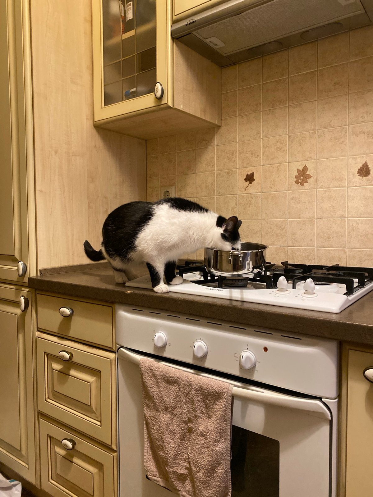 Moscow evening at home, with a cat and Dubai daydreams