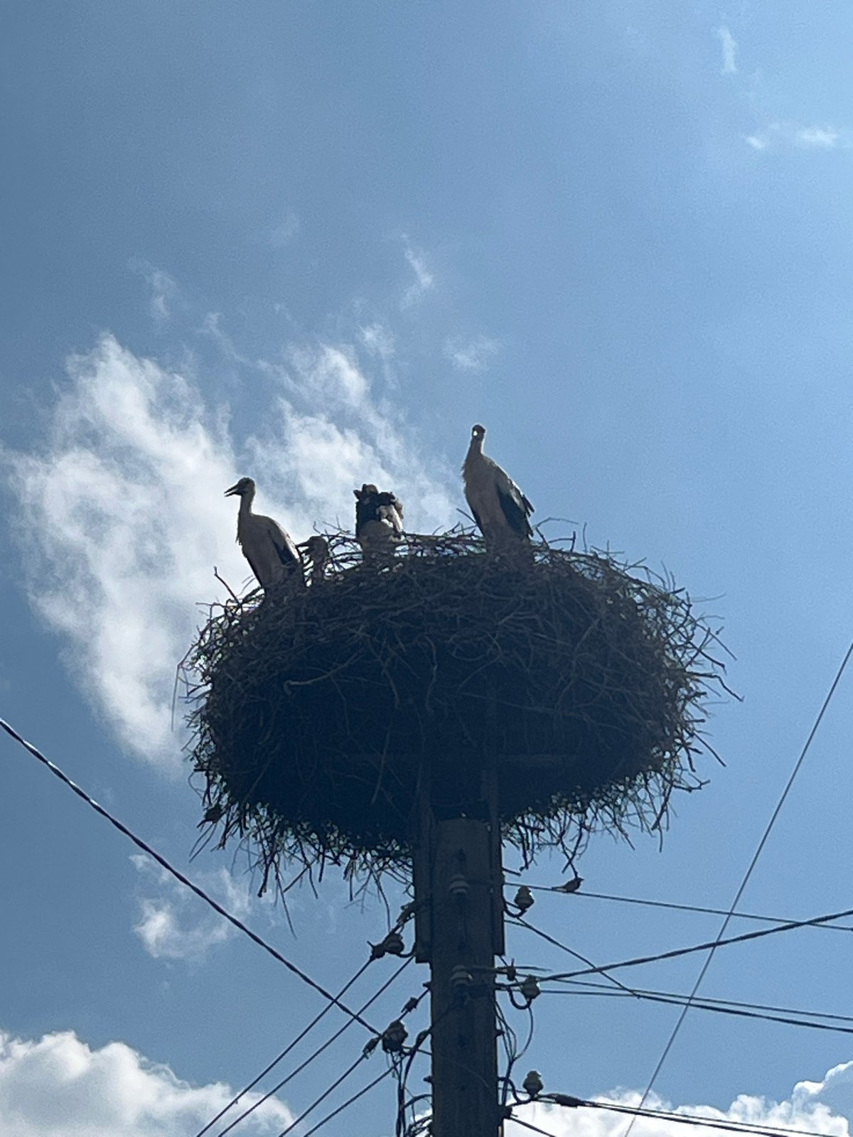 Stork nest crowns a utility pole in Bansko, Bulgaria.