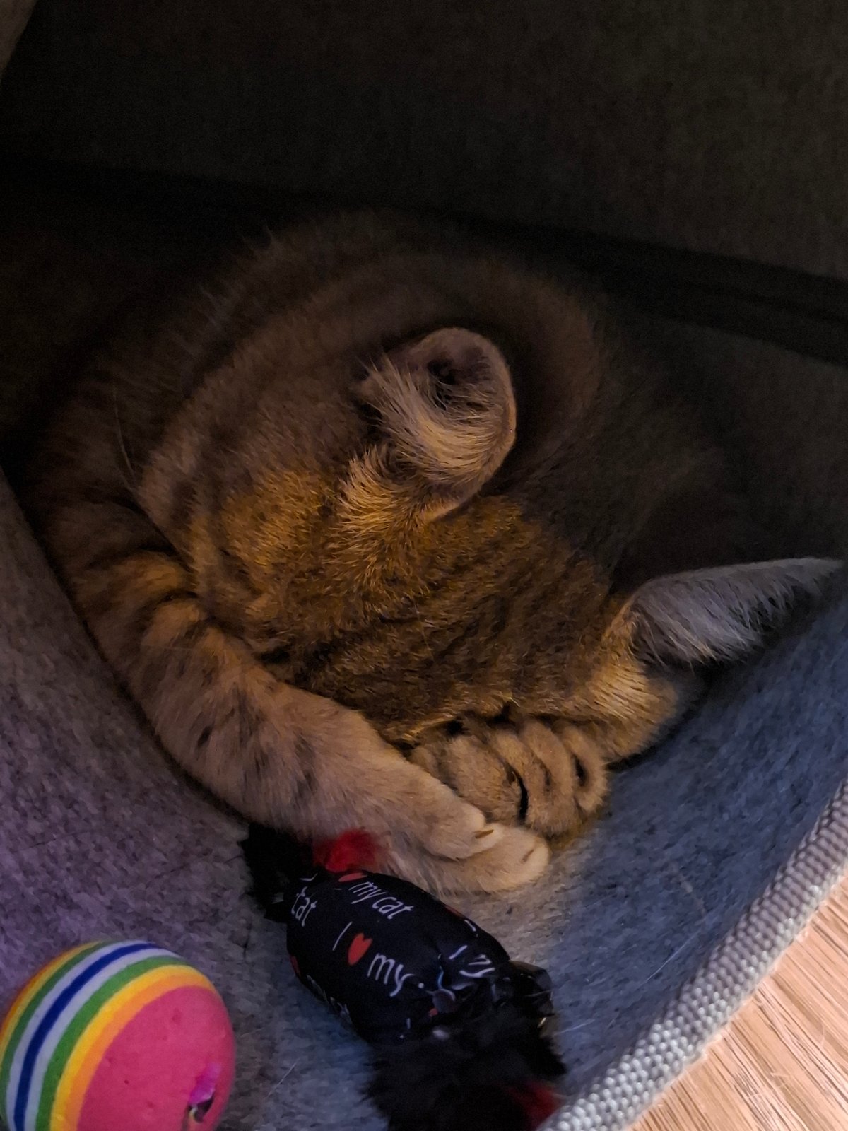 Early morning cat life in Zemun apartment