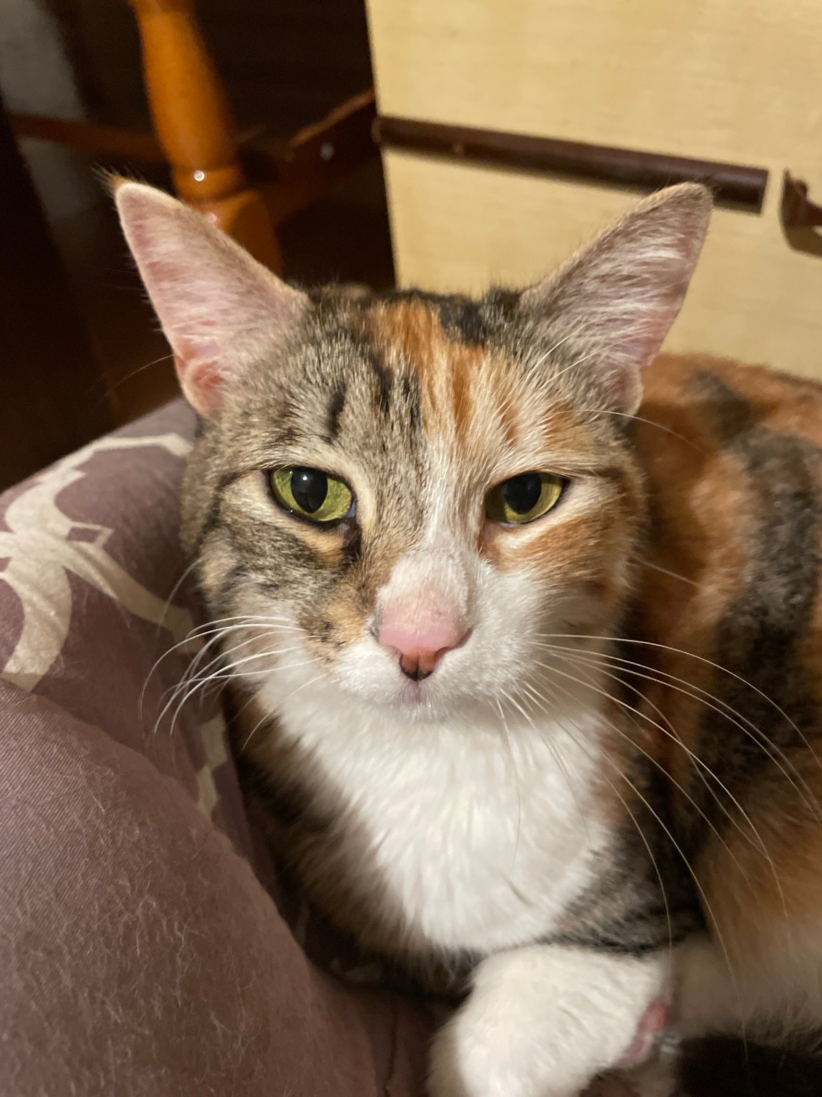 Calico cat and LEGO Stitch photographed in Nesebar