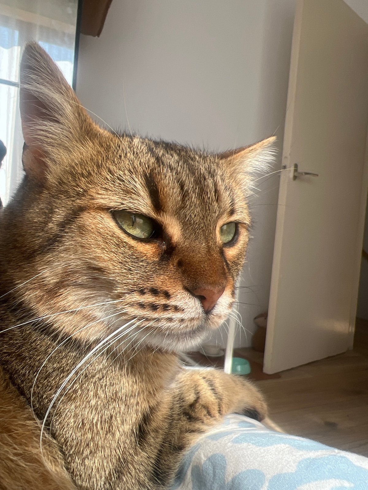 Tabby cat photographed multiple times in Beverwijk home