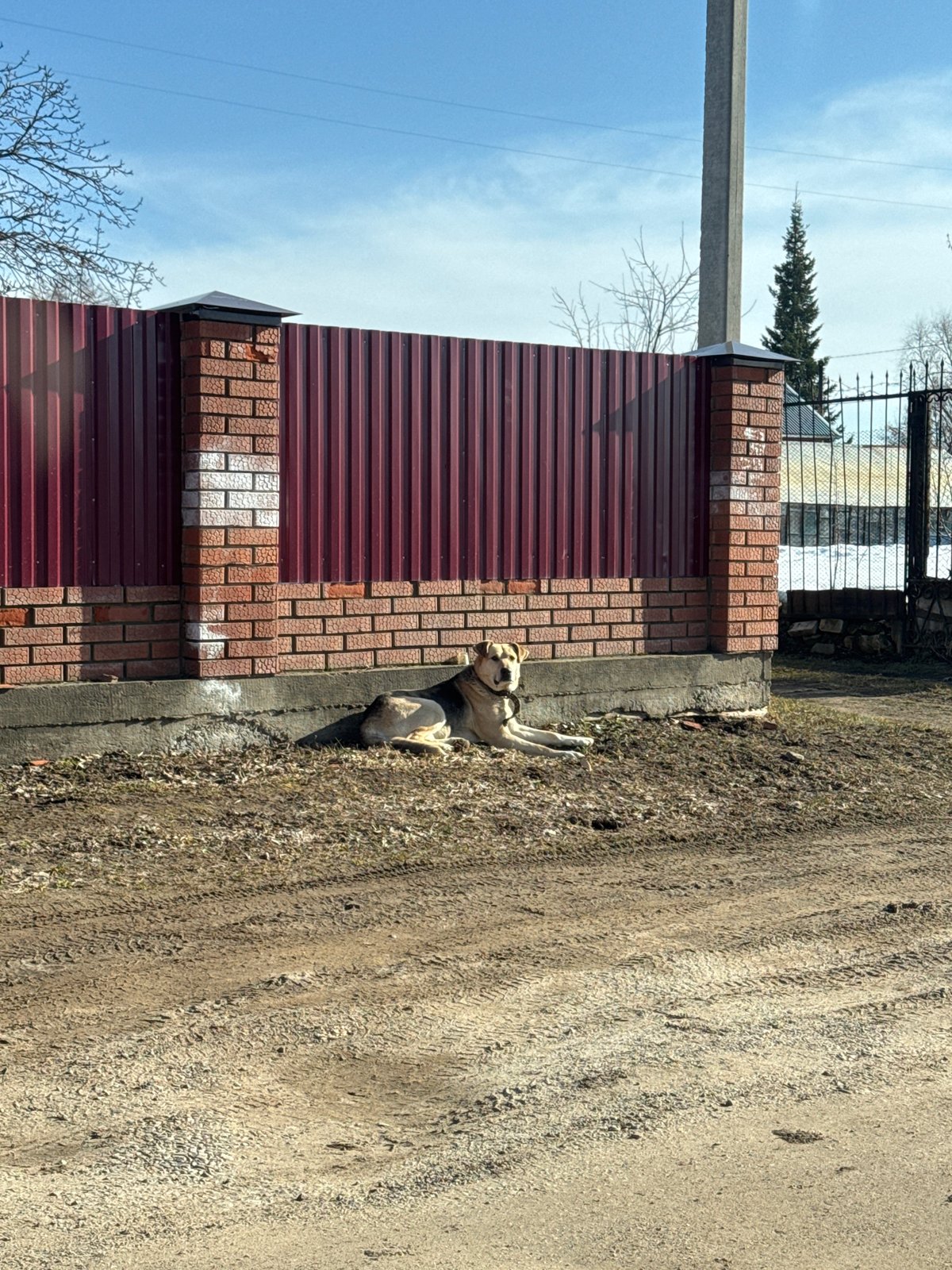 Dog spotted resting near residential road in Chaikovsky, Russia
